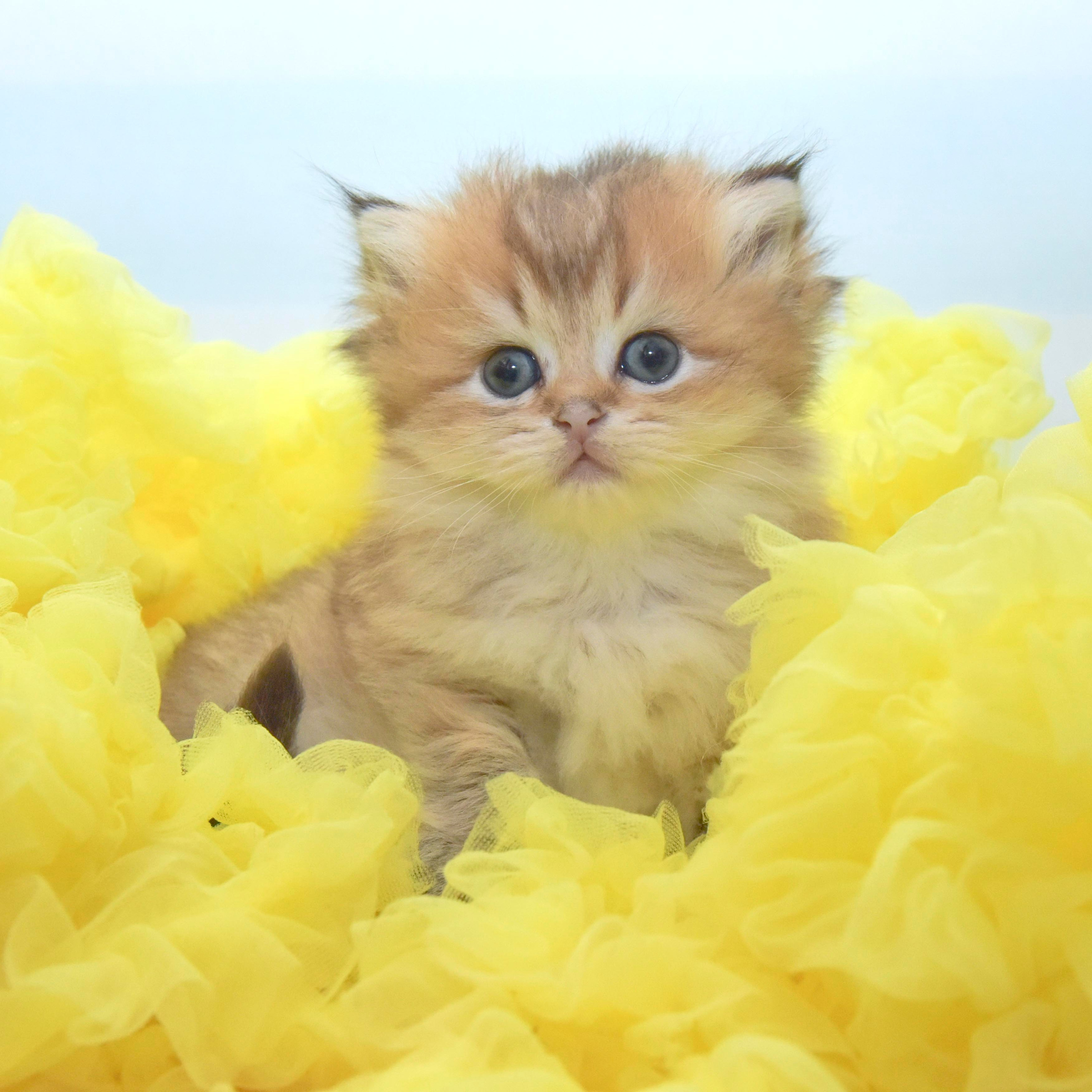 εκτροφείο βρετανικής κοντότριχης γάτας στην Αθήνα, εκτροφείο βρετανικής κοντότριχης στην Ελλάδα, βρετανική κοντότριχη γάτα τιμή, βρετανική μακρύτριχη γάτα τιμή, βρετανική κοντότριχη Θεσσαλονίκη, βρετανική κοντότριχη Αθήνα