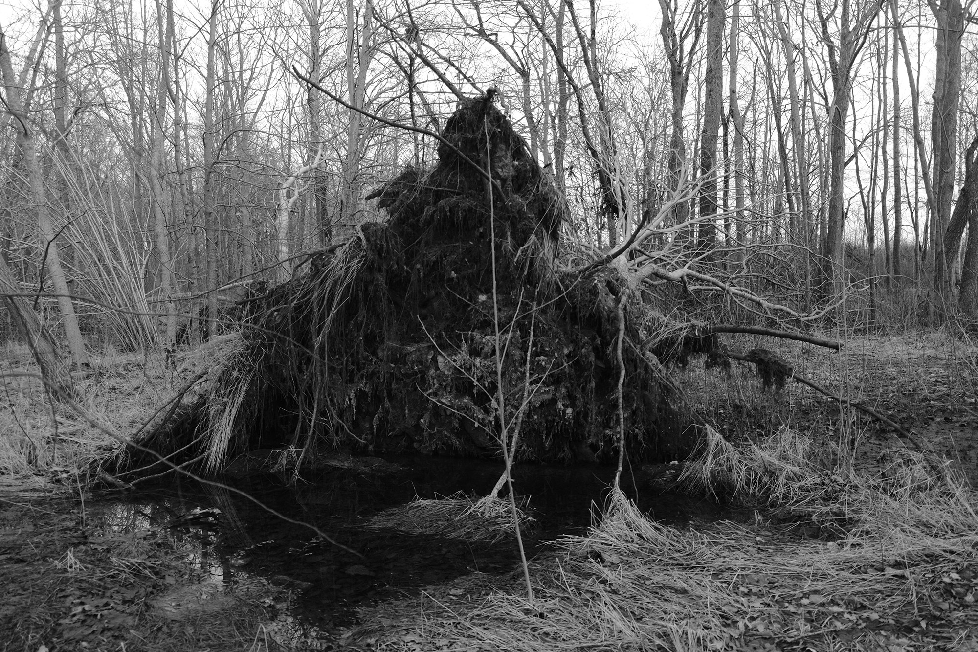 Babcia (ongoing). Jana Gertz