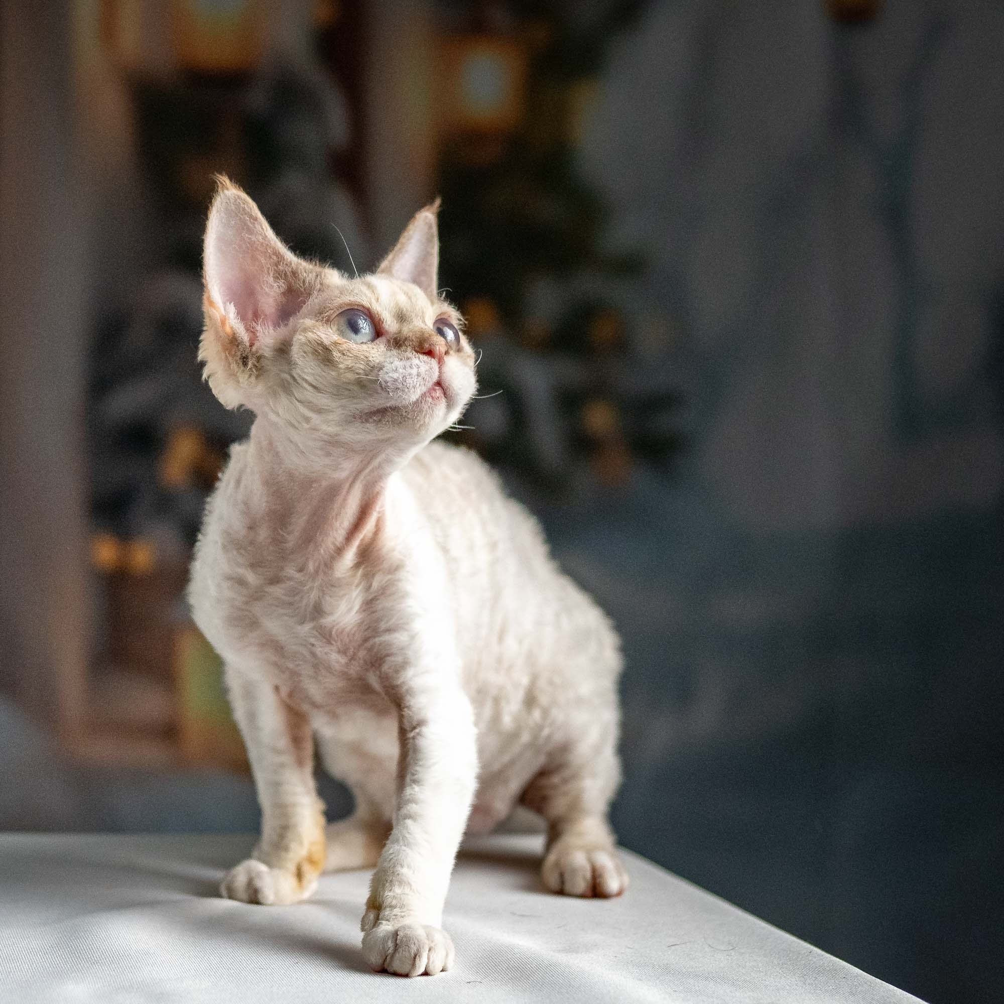 Jessica, girl, born 06.25.2025. Devon Rex Pixie Cattery