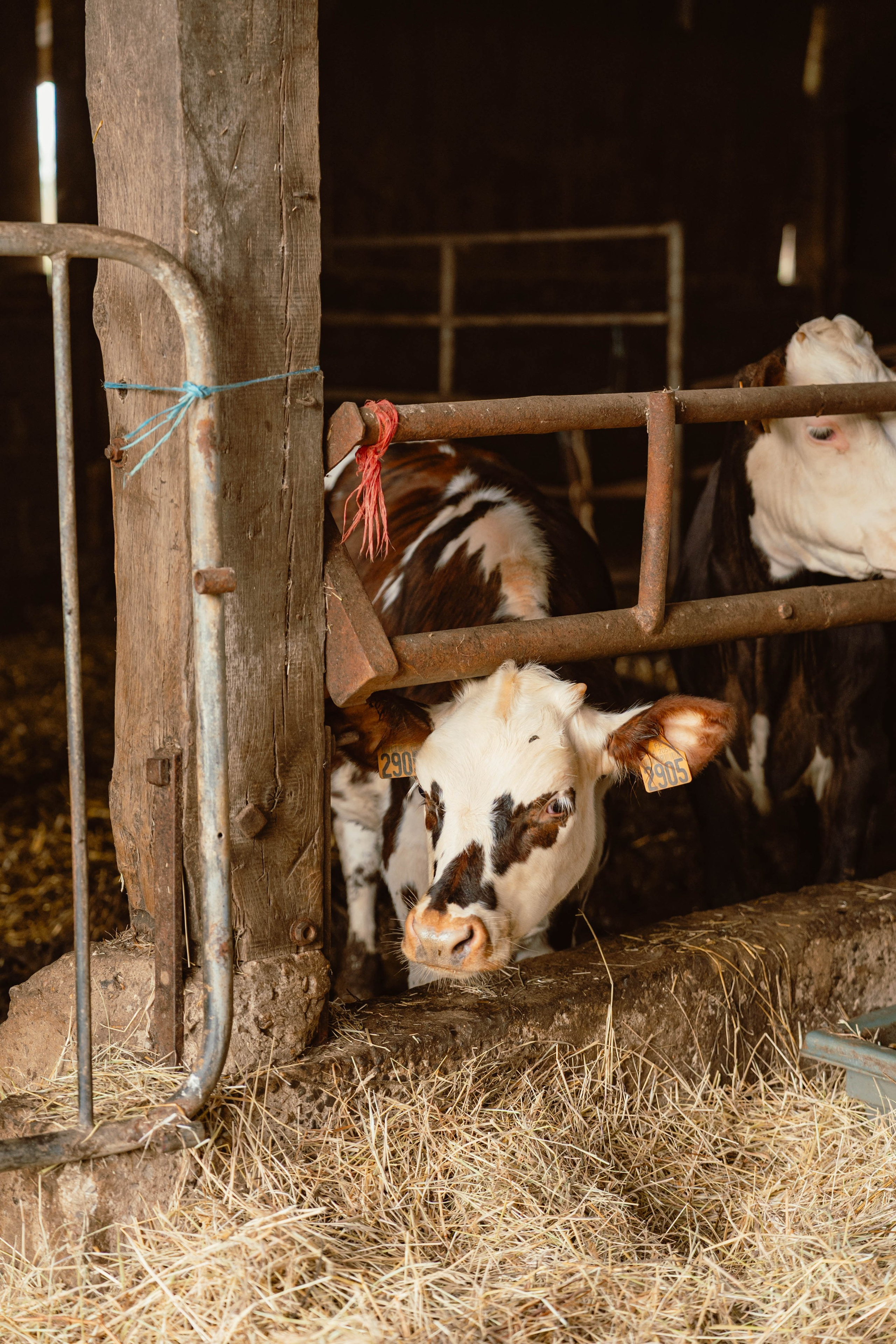 Solidur. Weeding photographer / event / portrait