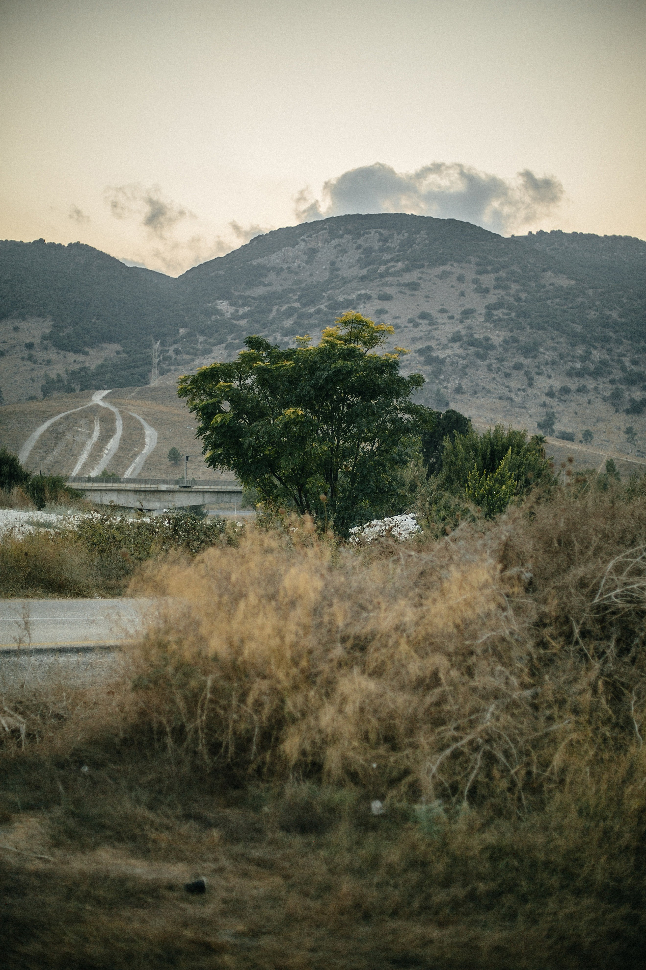 Kiryat Tivon field. Family photographer in Israel