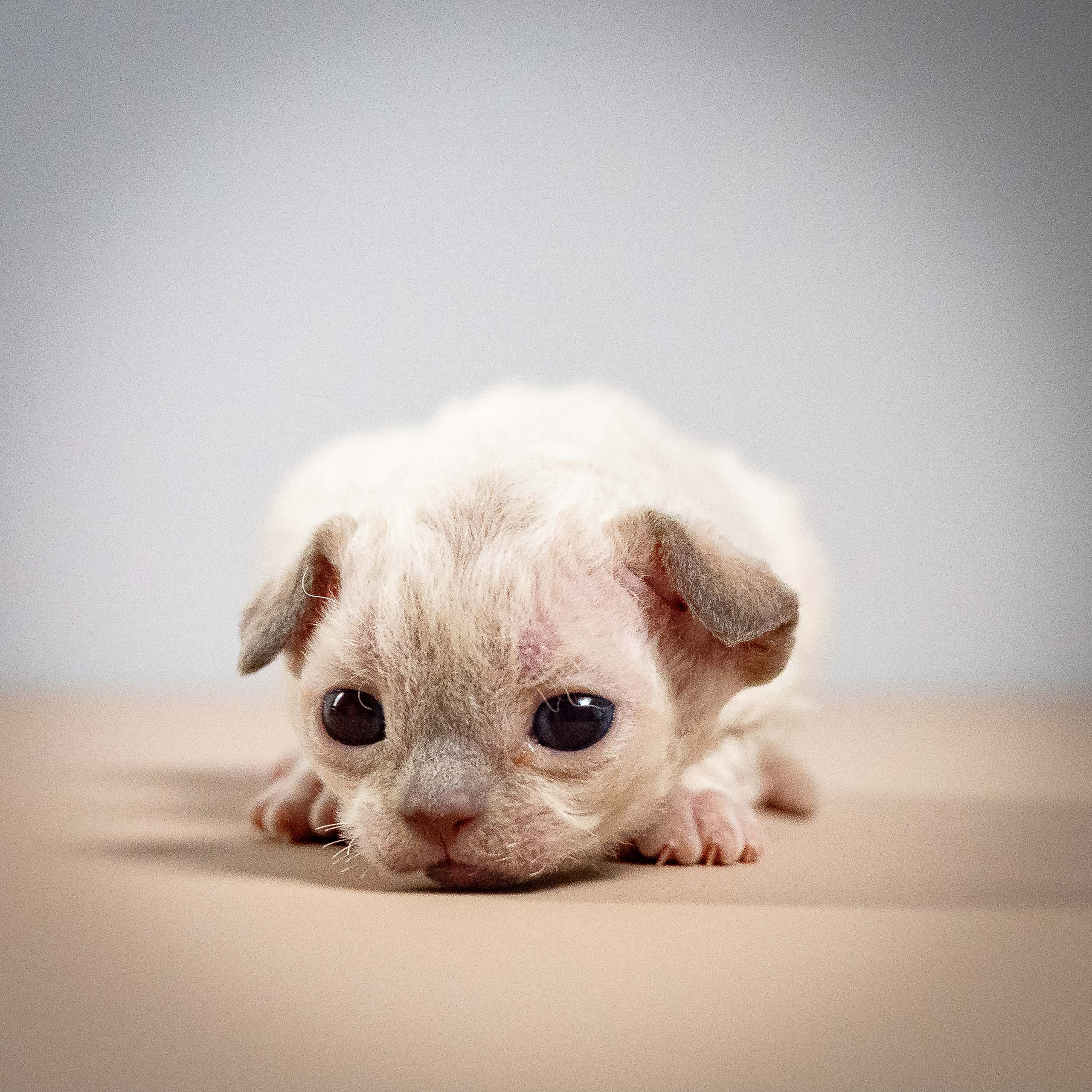 Mila, girl, born 01.15.26. Devon Rex Pixie Cattery