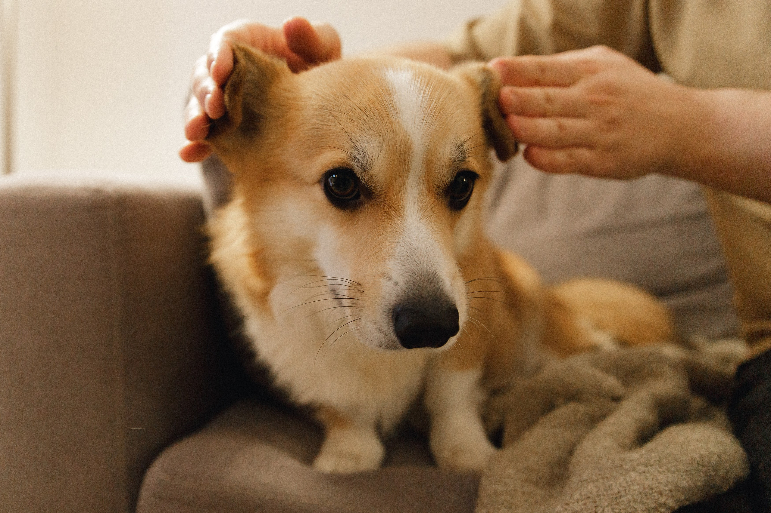 Dasha & Daisy. Kaja | fotograf psów we Wrocławiu