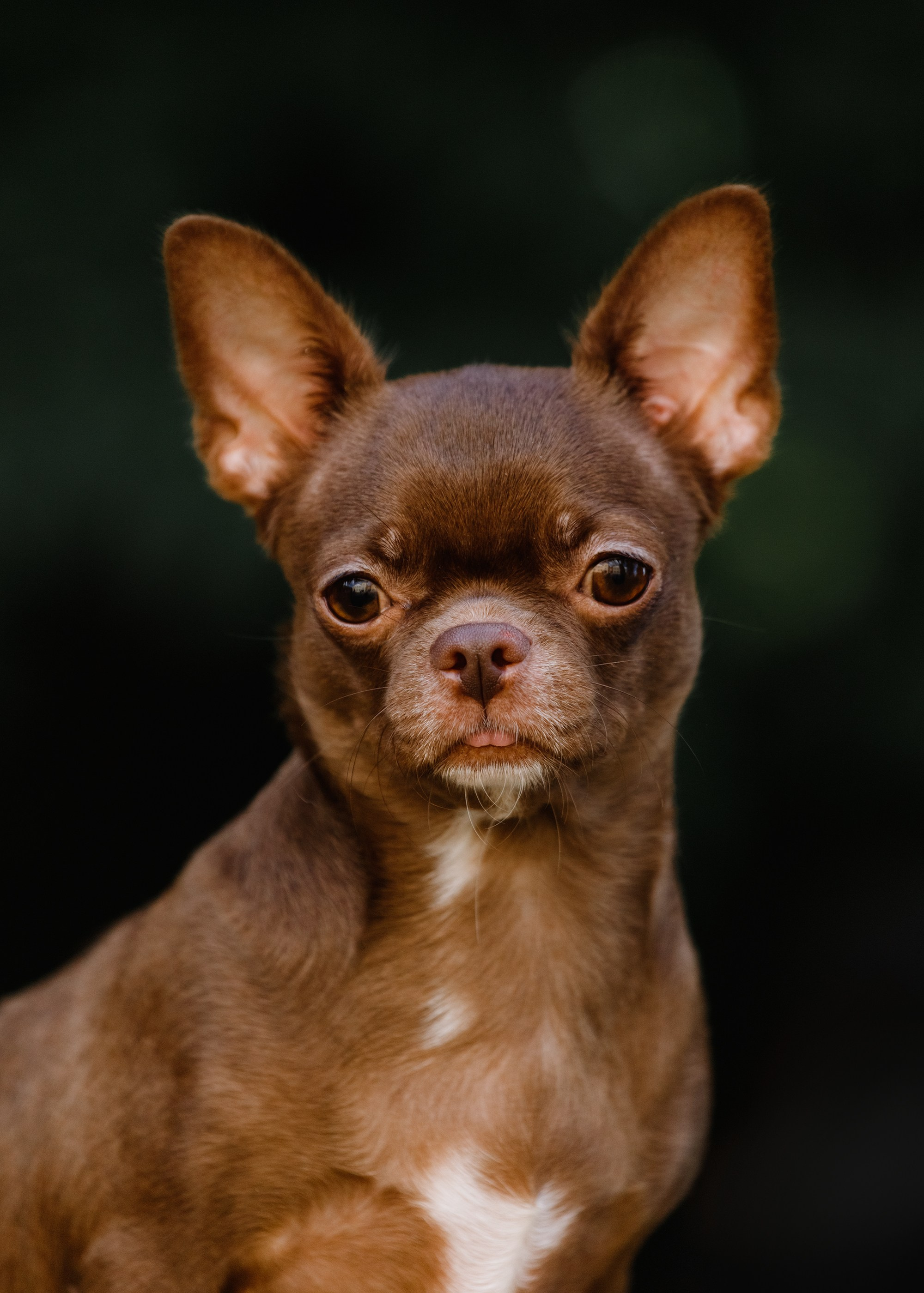 Dog shows | the best ones. Kaja | fotograf psów we Wrocławiu