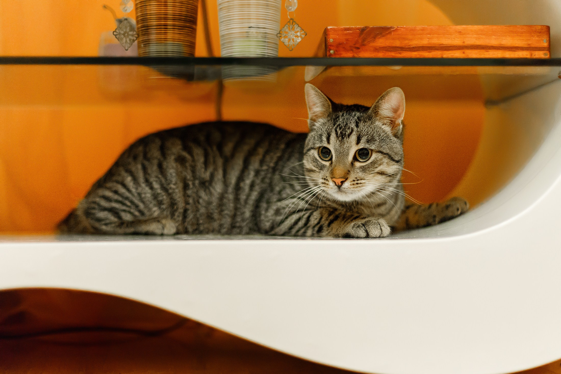 Cats for adoption. Kaja | fotograf we Wrocławiu | ludzie i psy