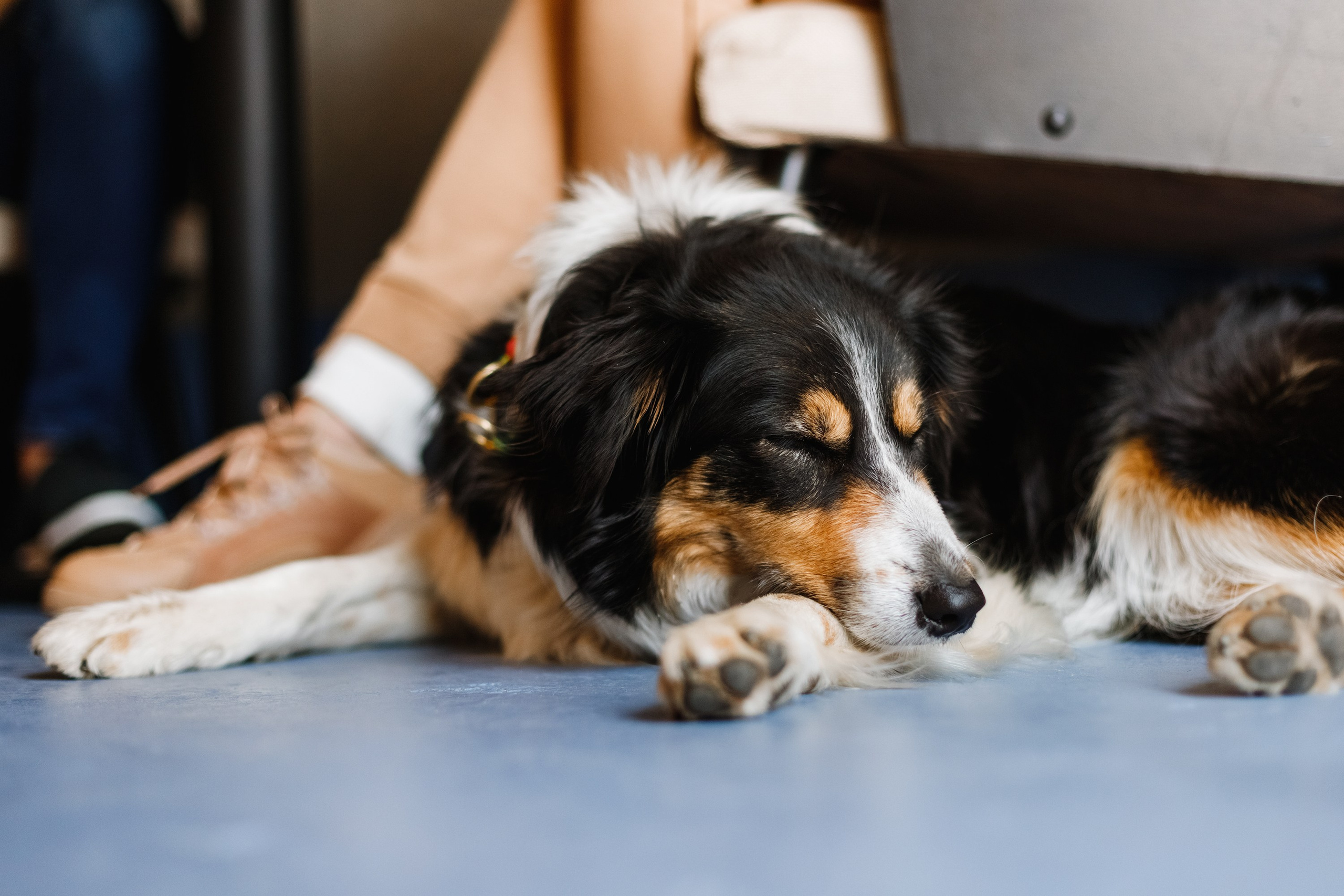 Dog trainer blog content. Kaja | fotograf we Wrocławiu | ludzie i psy