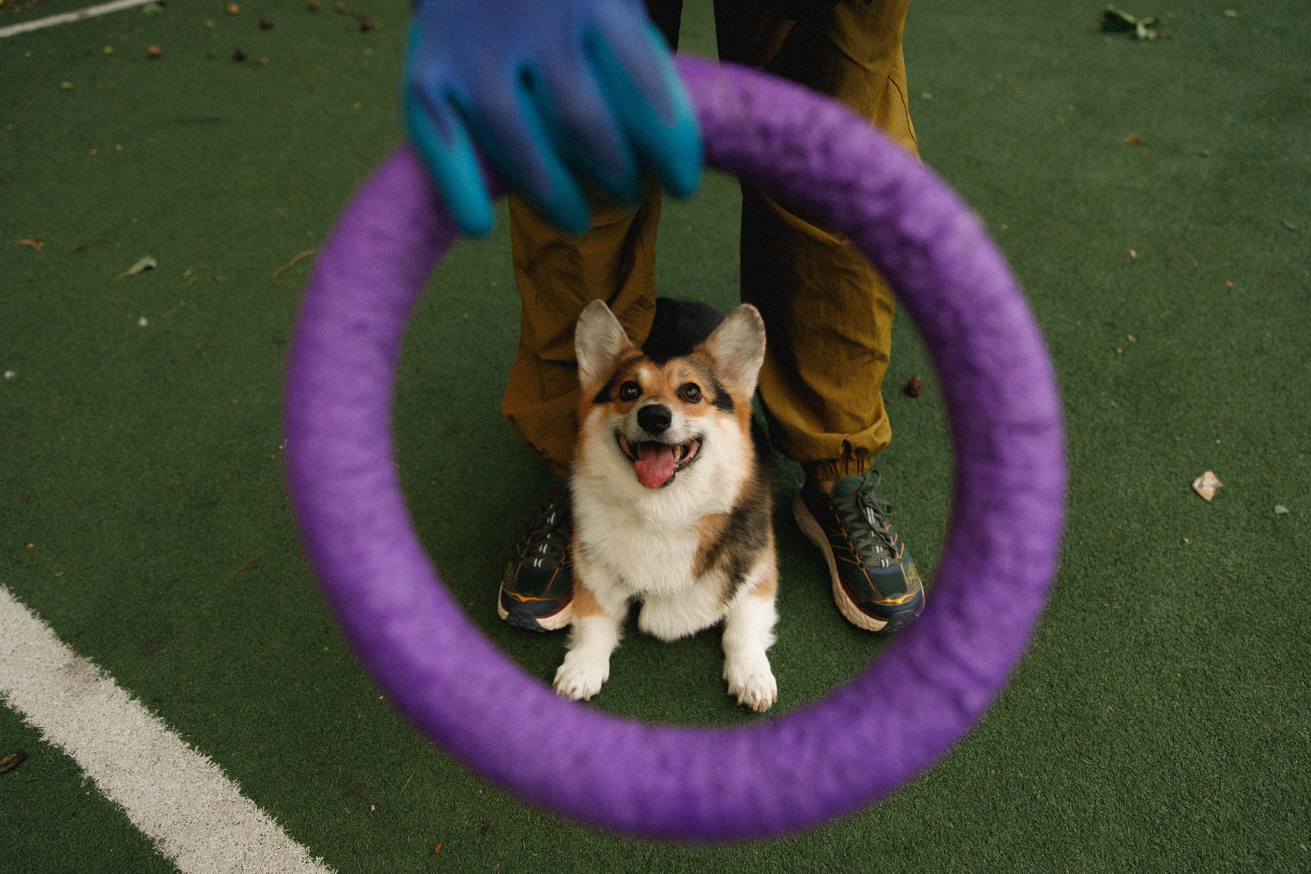 Sasha & Leonid. Kaja | fotograf psów we Wrocławiu