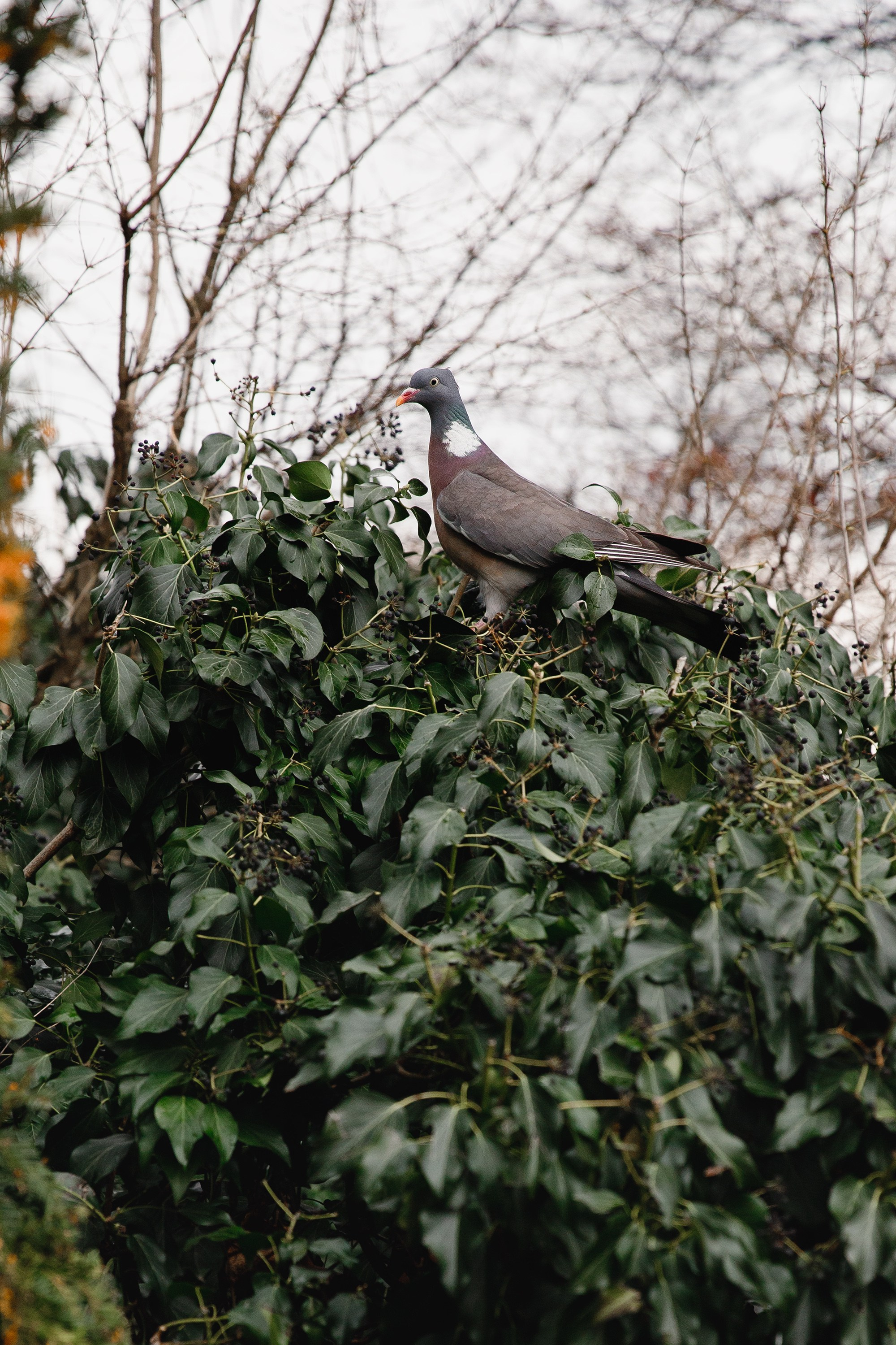 Botanical garden in Wroclaw. Kaja | fotograf we Wrocławiu | ludzie i psy
