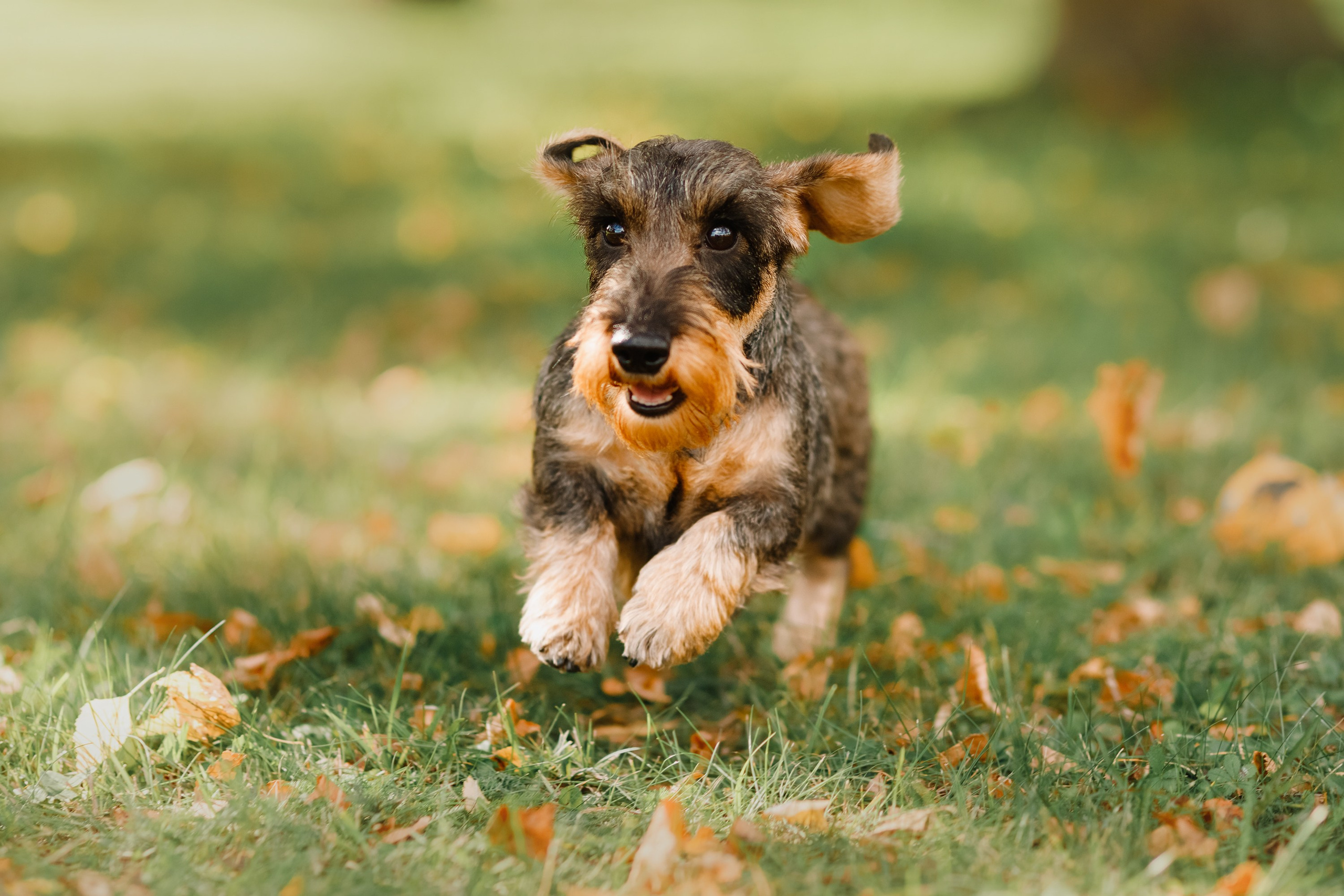 Summer photo day for dog handler. Kaja | fotograf we Wrocławiu | ludzie i psy