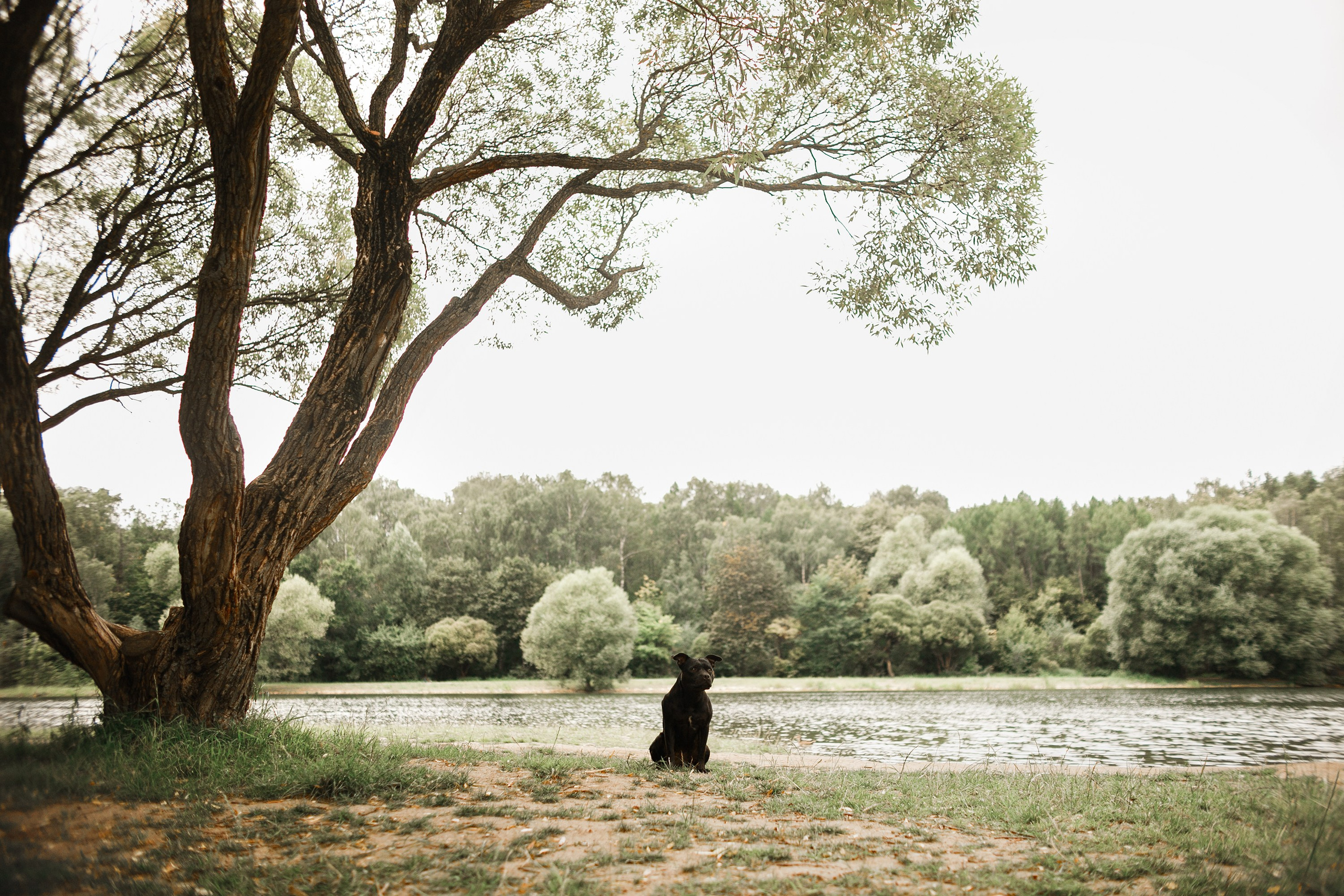 Staffy Yosia. Kaja | fotograf we Wrocławiu | ludzie i psy