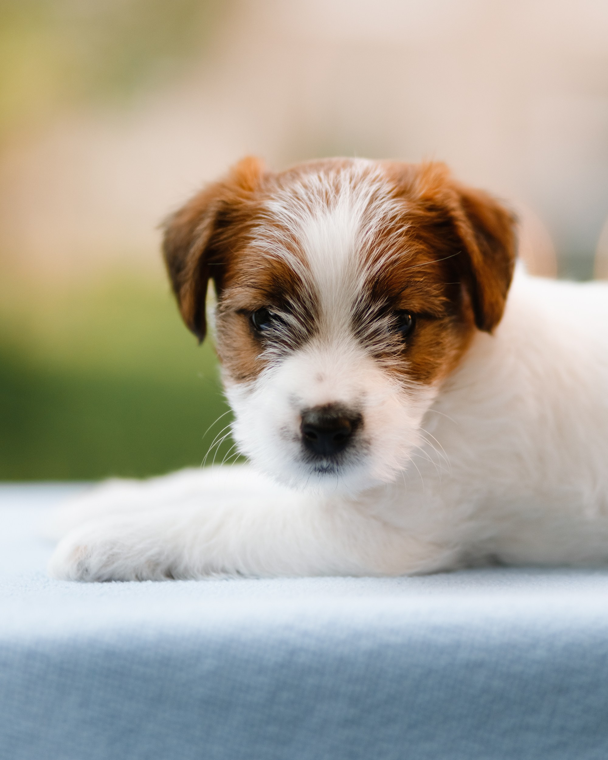 Jack russel puppies. Kaja | fotograf we Wrocławiu | ludzie i psy