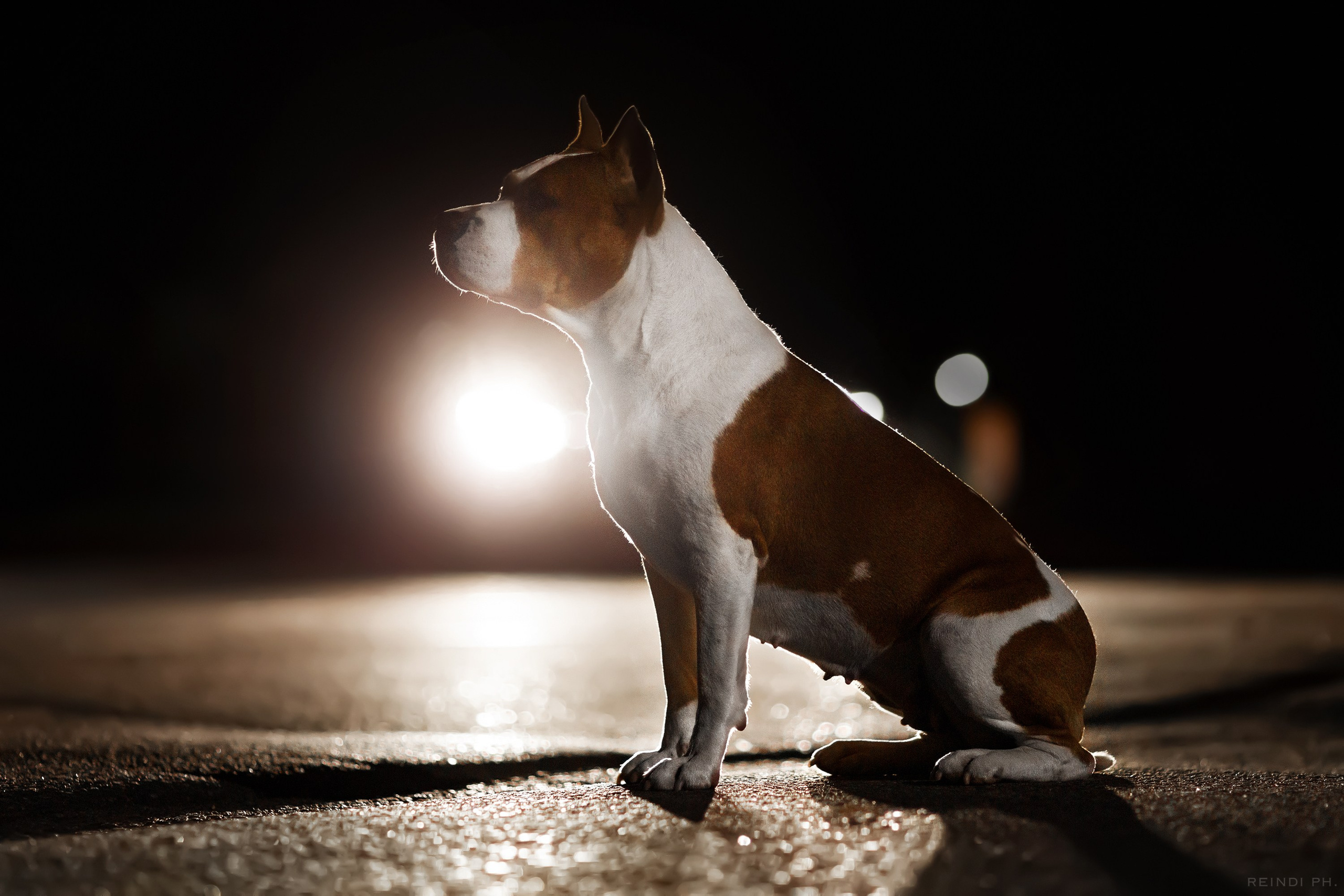 Yura & Maggie. Kaja | fotograf we Wrocławiu | ludzie i psy