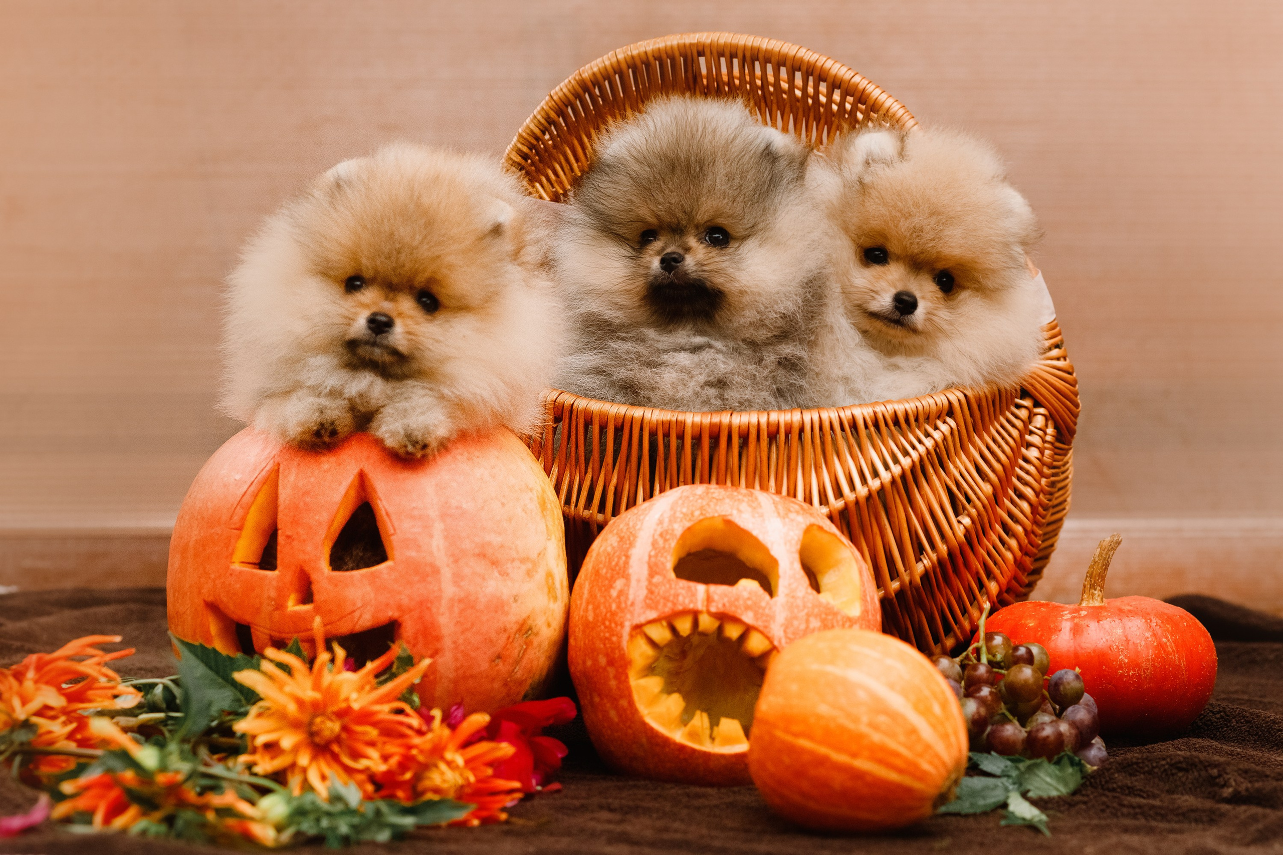 Halloween spitz puppies. Kaja | fotograf we Wrocławiu | ludzie i psy