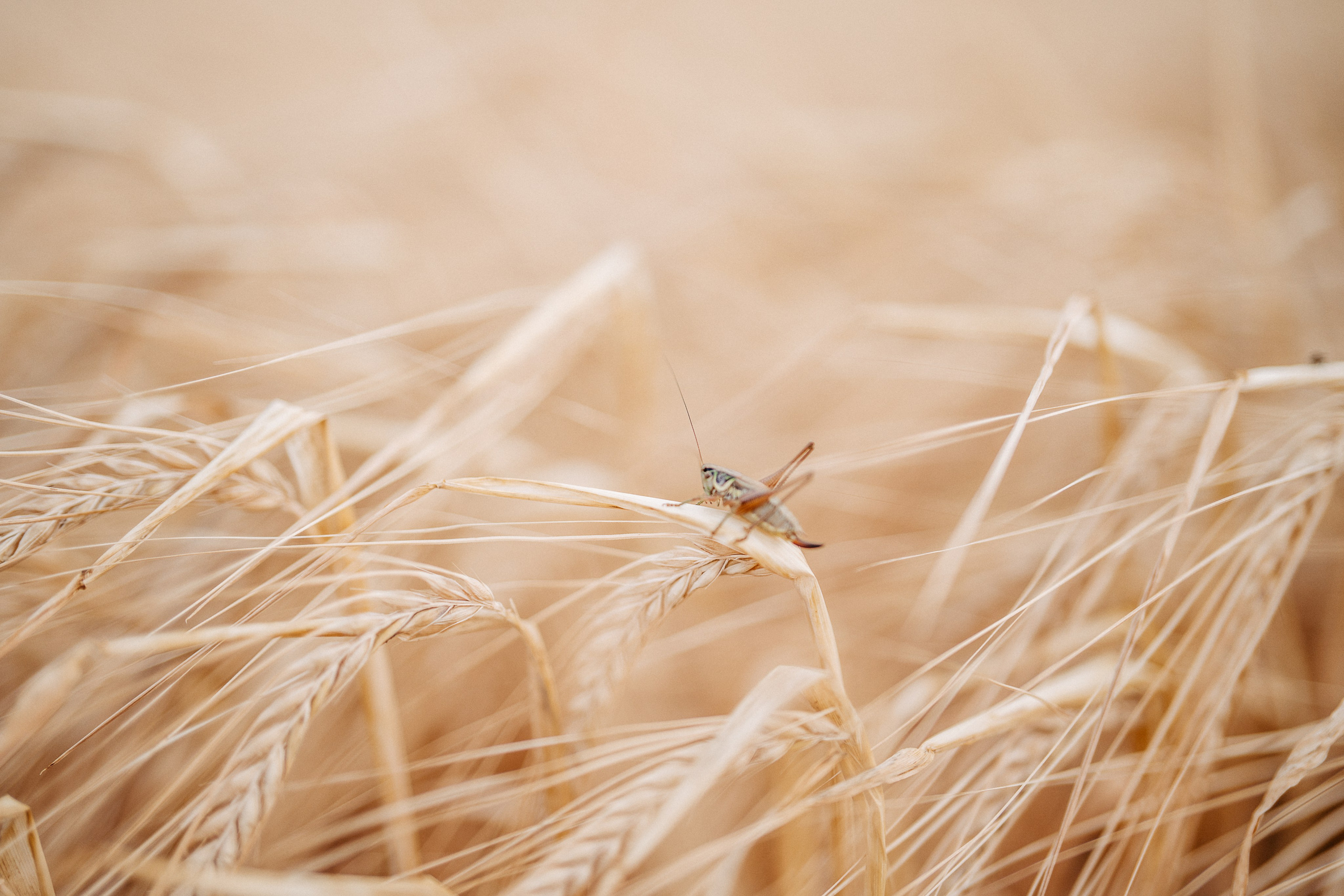 Cowgirl mood. Familien, Portrait und Konzeptualfotografie in Genf, Schweiz