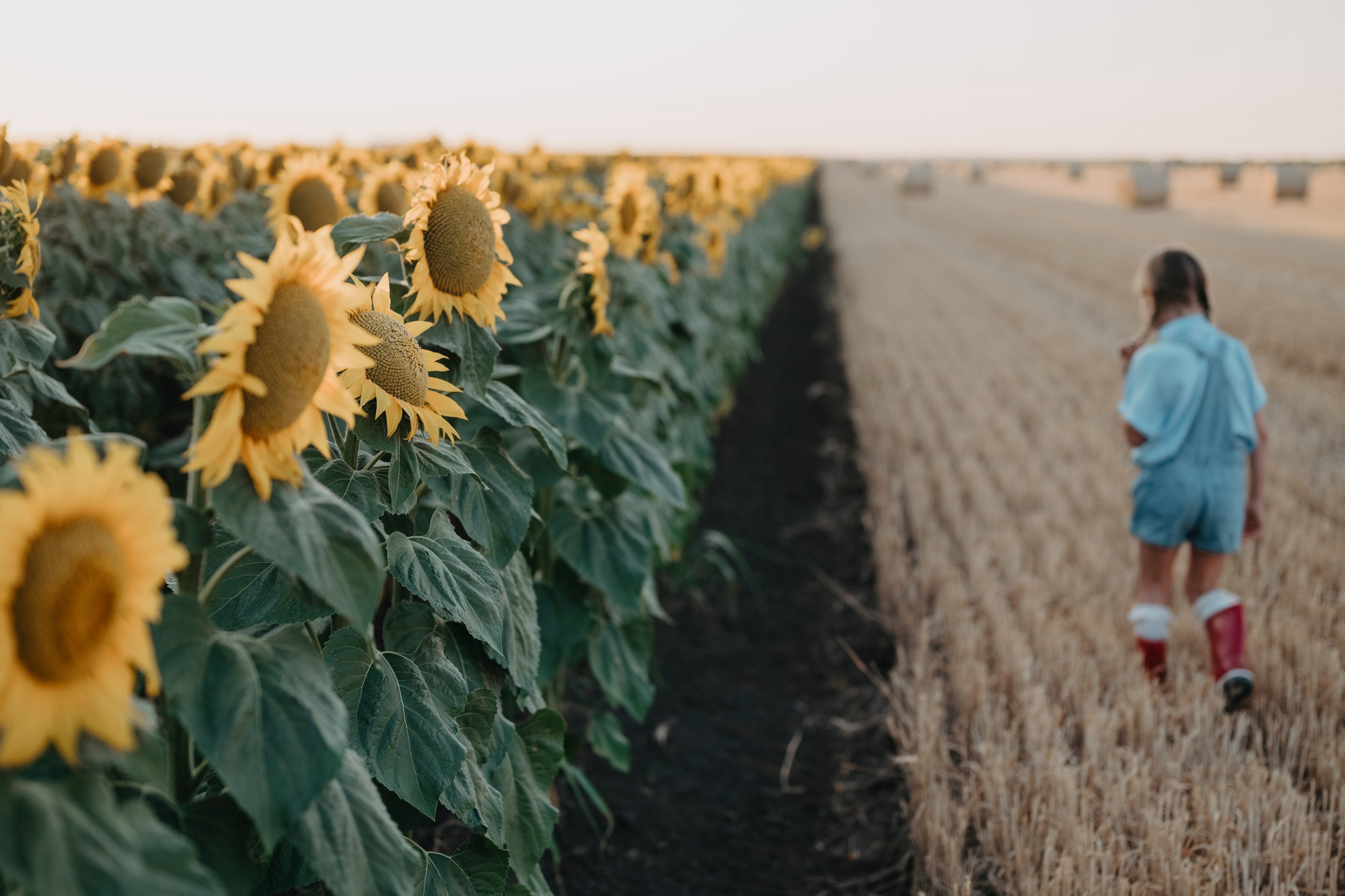 Letnje fotografisanje u polju suncokreta i sena. Deciji i porodicni fotograf u Beogradu Oksana Skendzic