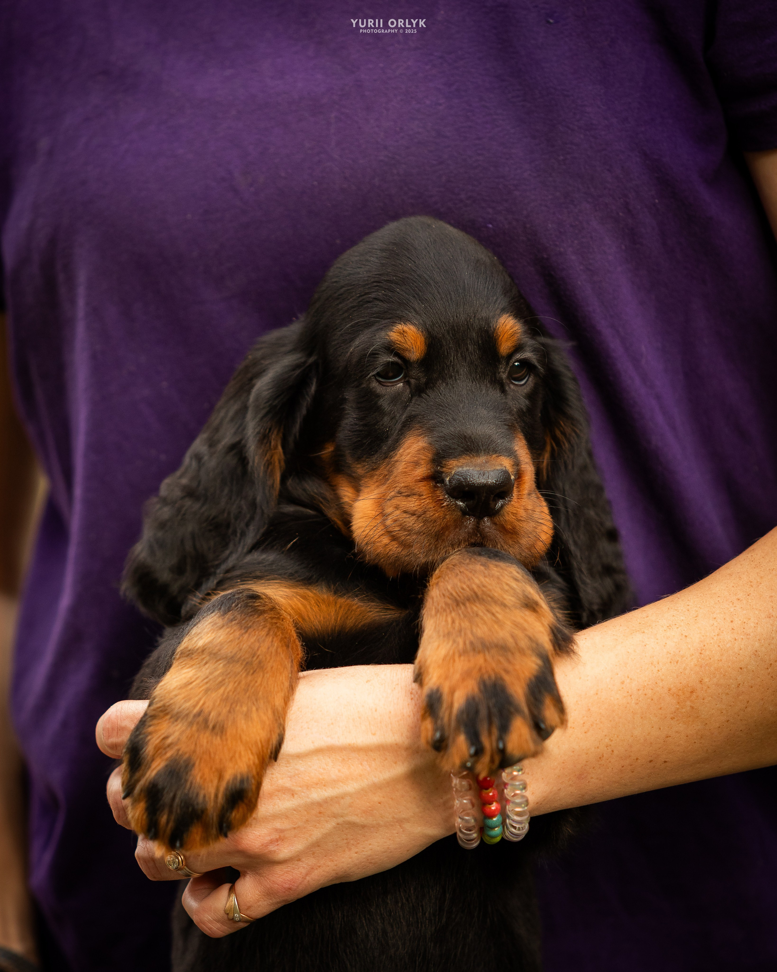 Puppies. Yurii Orlyk Photography