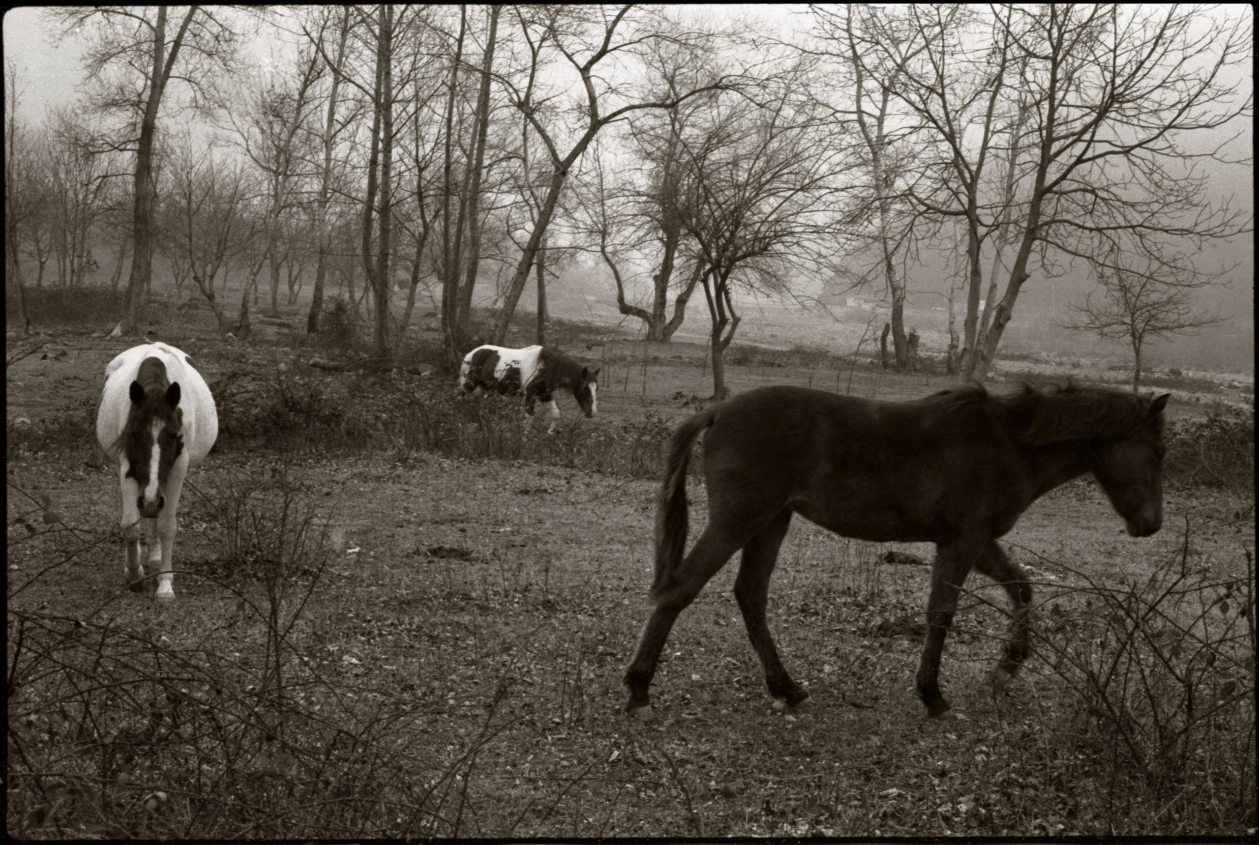 NATURE. Www.sananaleskerov.com