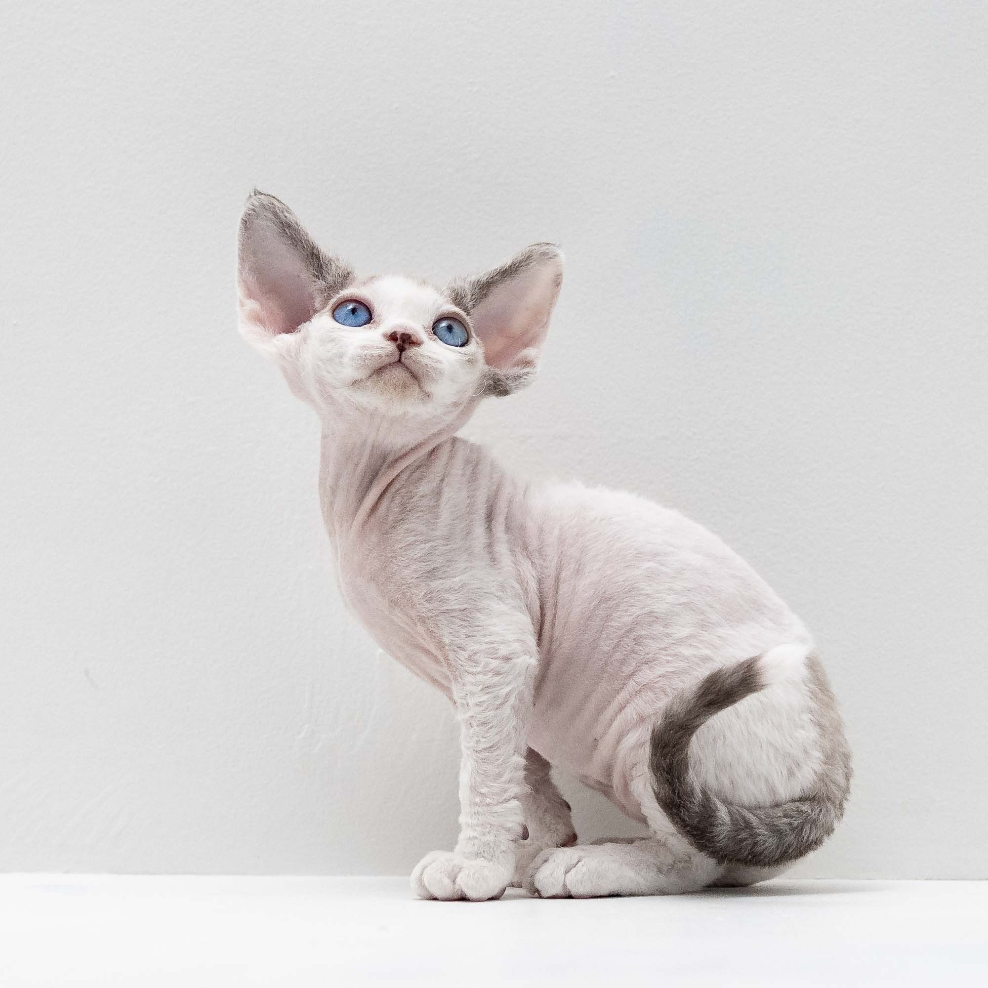 Frosttip, boy, born on 01.01.25. Devon Rex Pixie Cattery