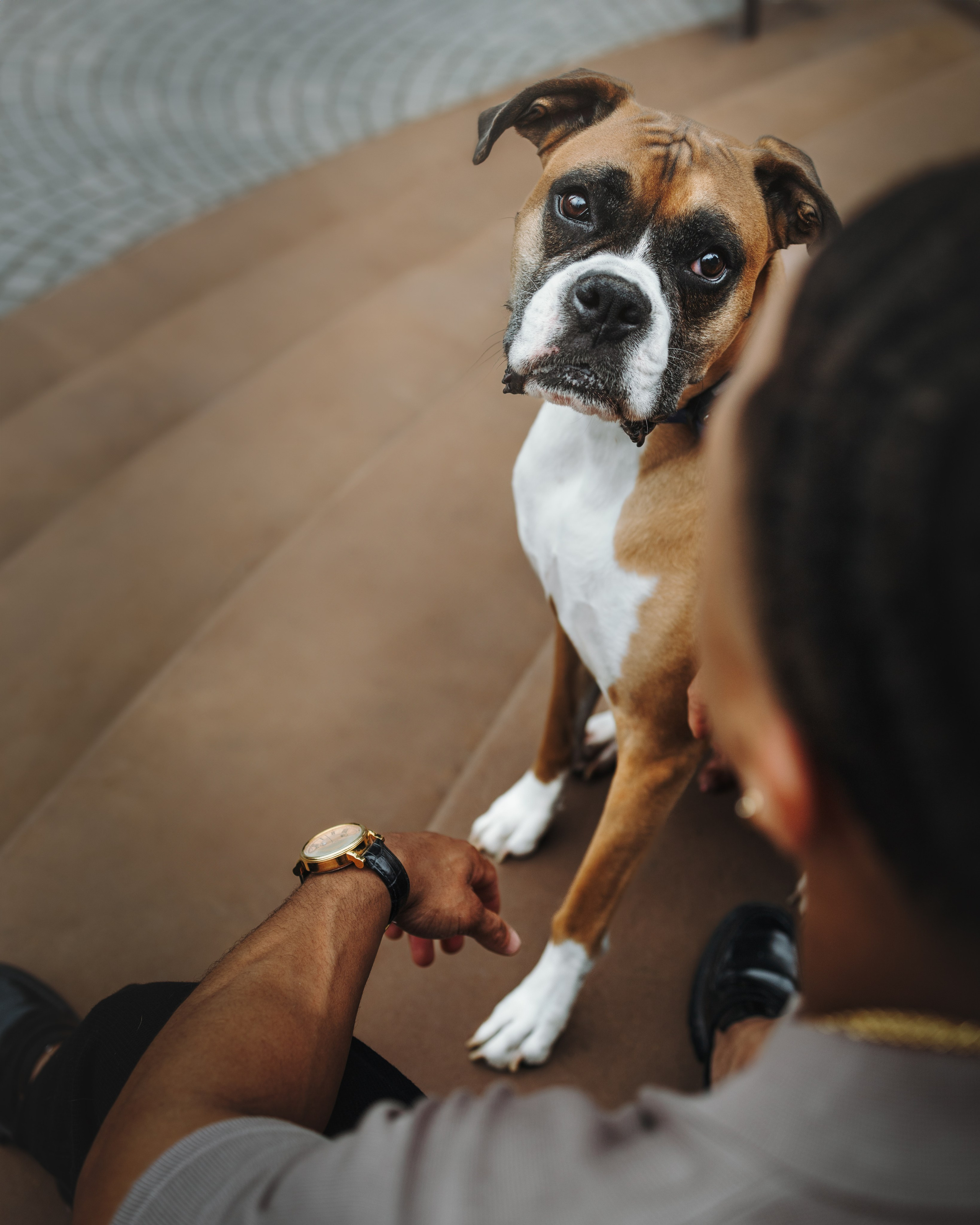 Oliver & Darin. Pet Photographer Viktoriya Aleshenko