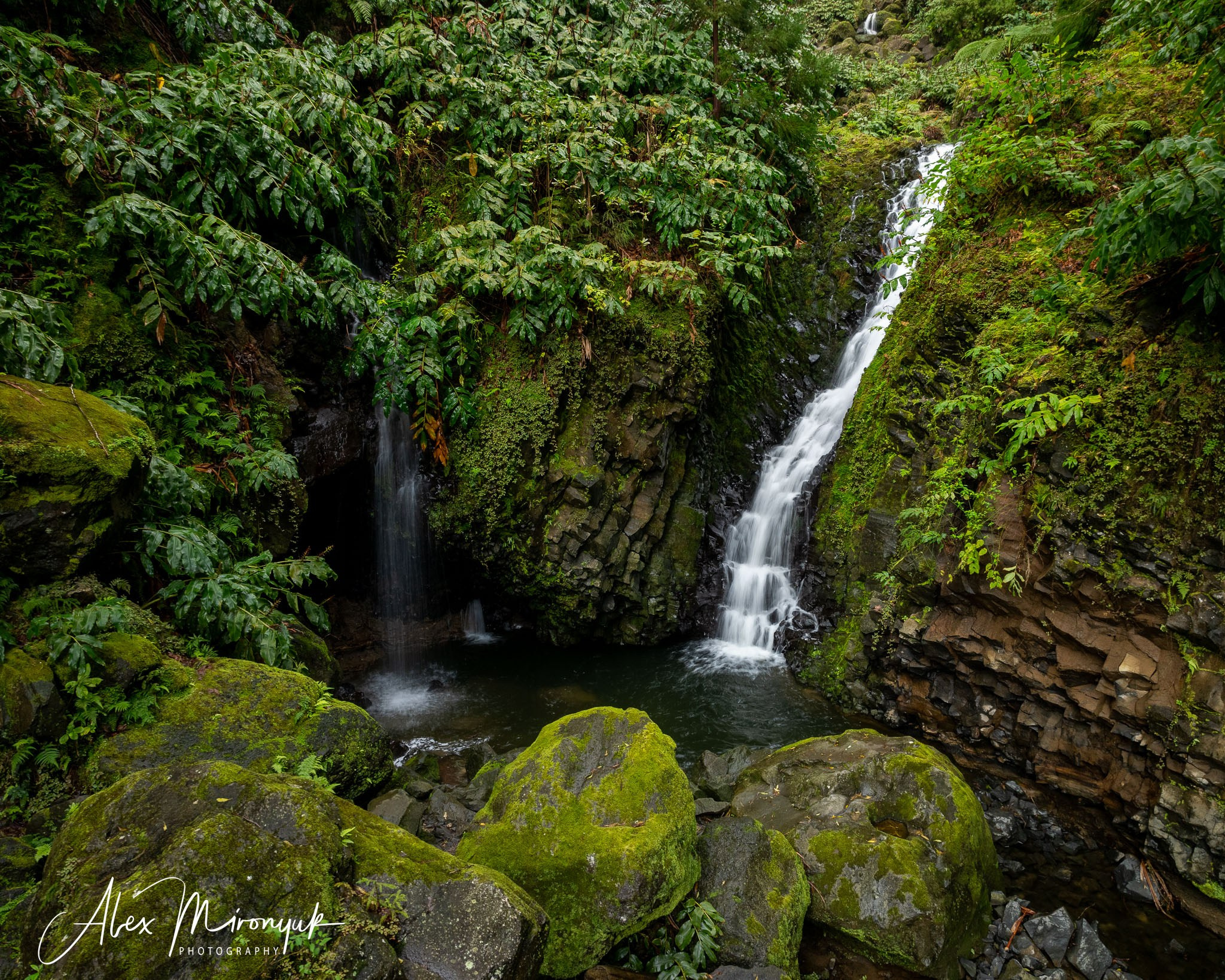 Madeira And Azores. Pet, Senior, Landscape, portrait studio, photographer in Miami and Sou