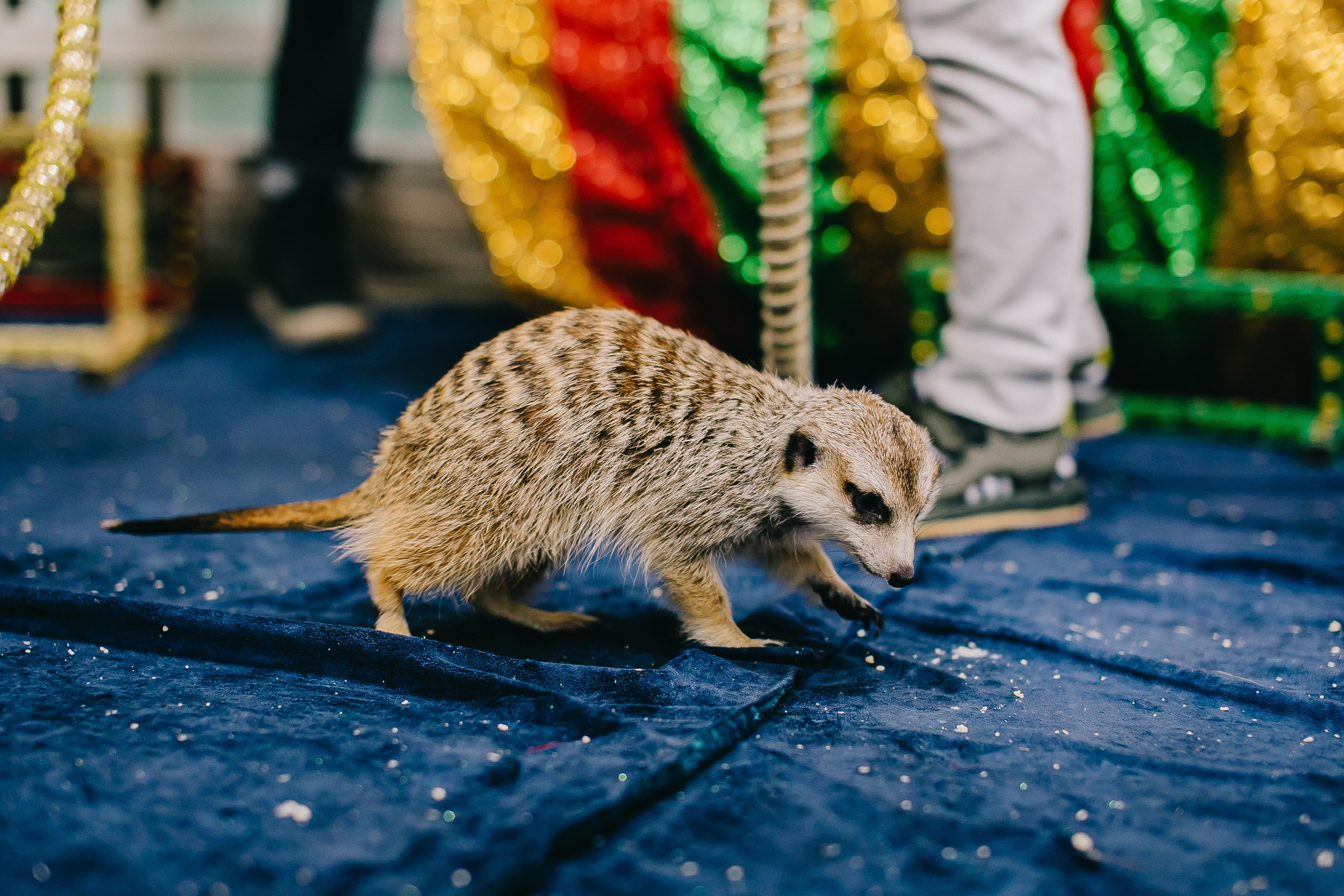 Kids Party. Alya Leto Photographer