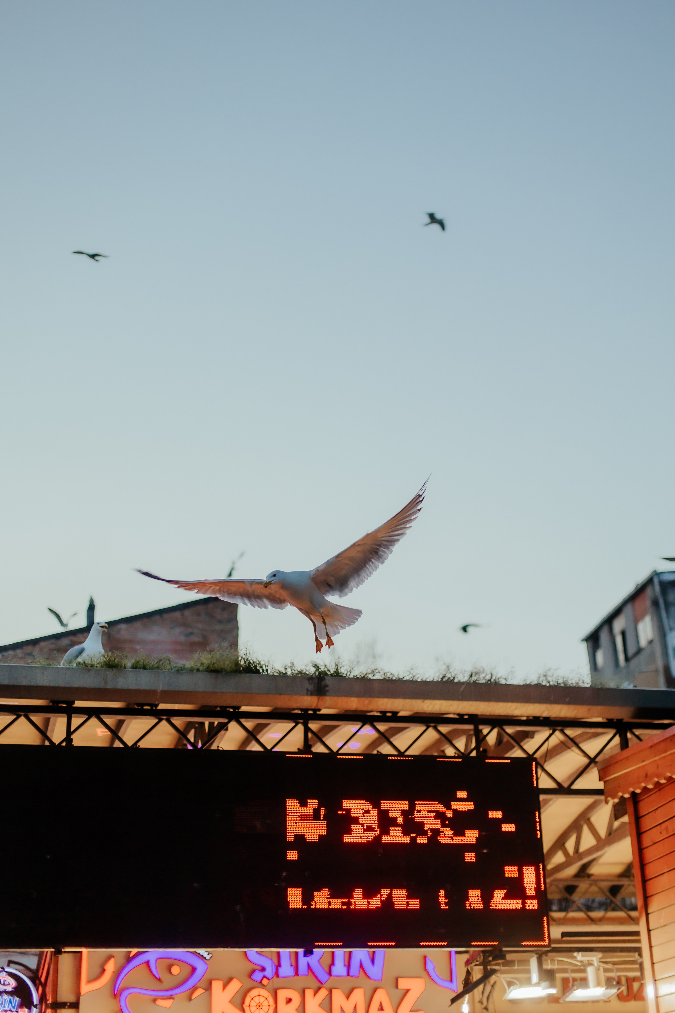 Love in Istanbul. Alya Leto Photographer