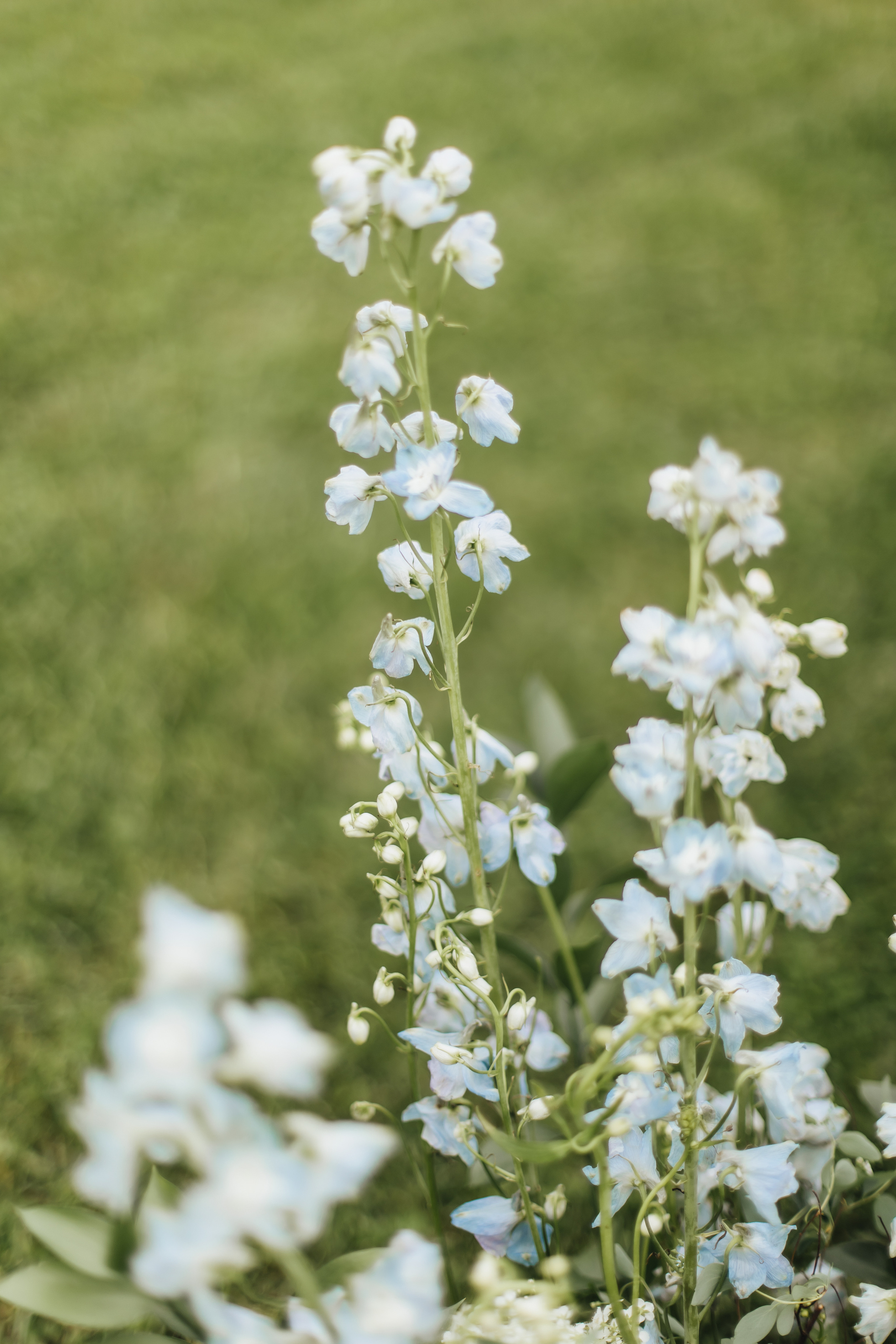 DOLCE VITA. Андрею 50. Ивановы The BEST. Alya Leto Photographer