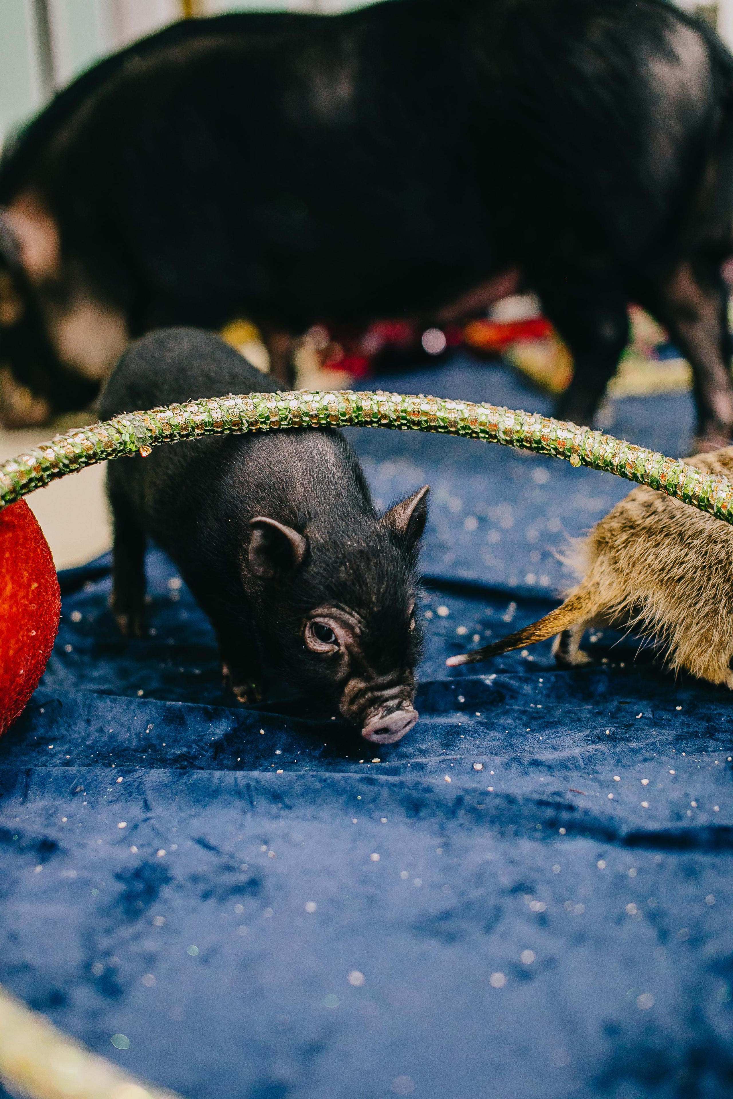 Kids Party. Alya Leto Photographer