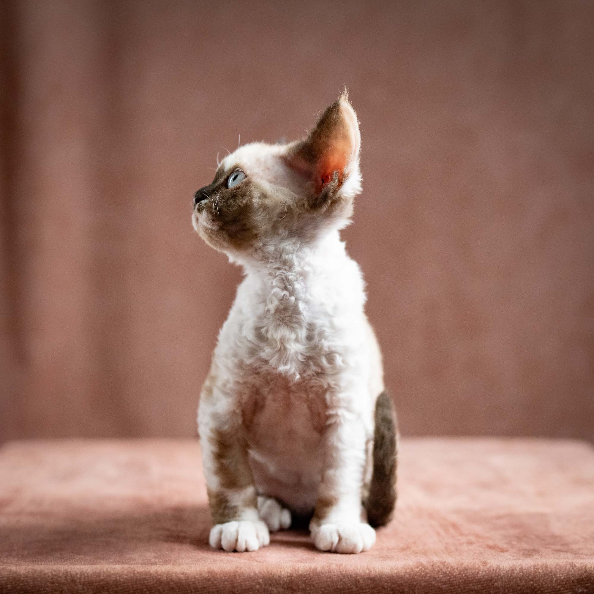 Thalia, girl, born 01.17.26. Devon Rex Pixie Cattery