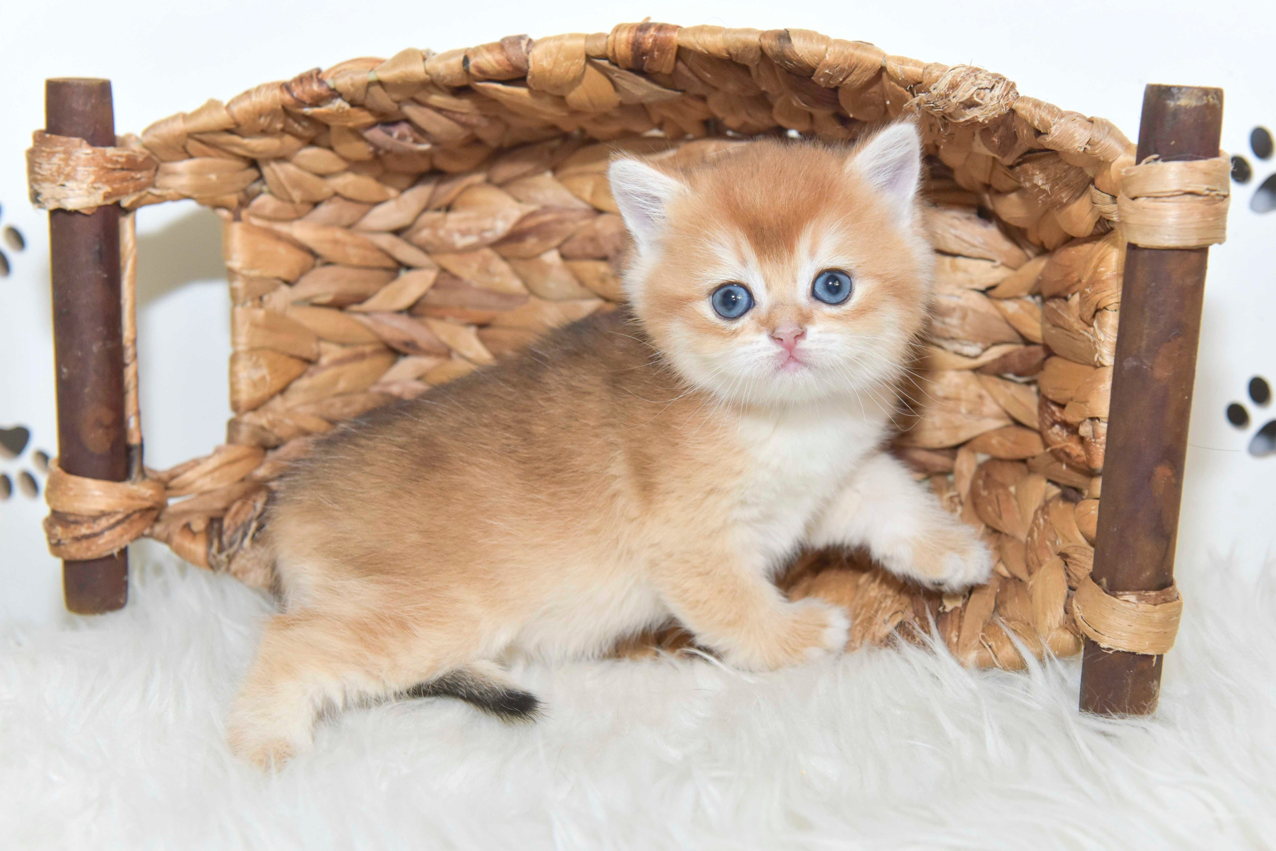 εκτροφείο βρετανικής κοντότριχης γάτας στην Αθήνα, εκτροφείο βρετανικής κοντότριχης στην Ελλάδα, βρετανική κοντότριχη γάτα τιμή, βρετανική μακρύτριχη γάτα τιμή, βρετανική κοντότριχη Θεσσαλονίκη, βρετανική κοντότριχη Αθήνα