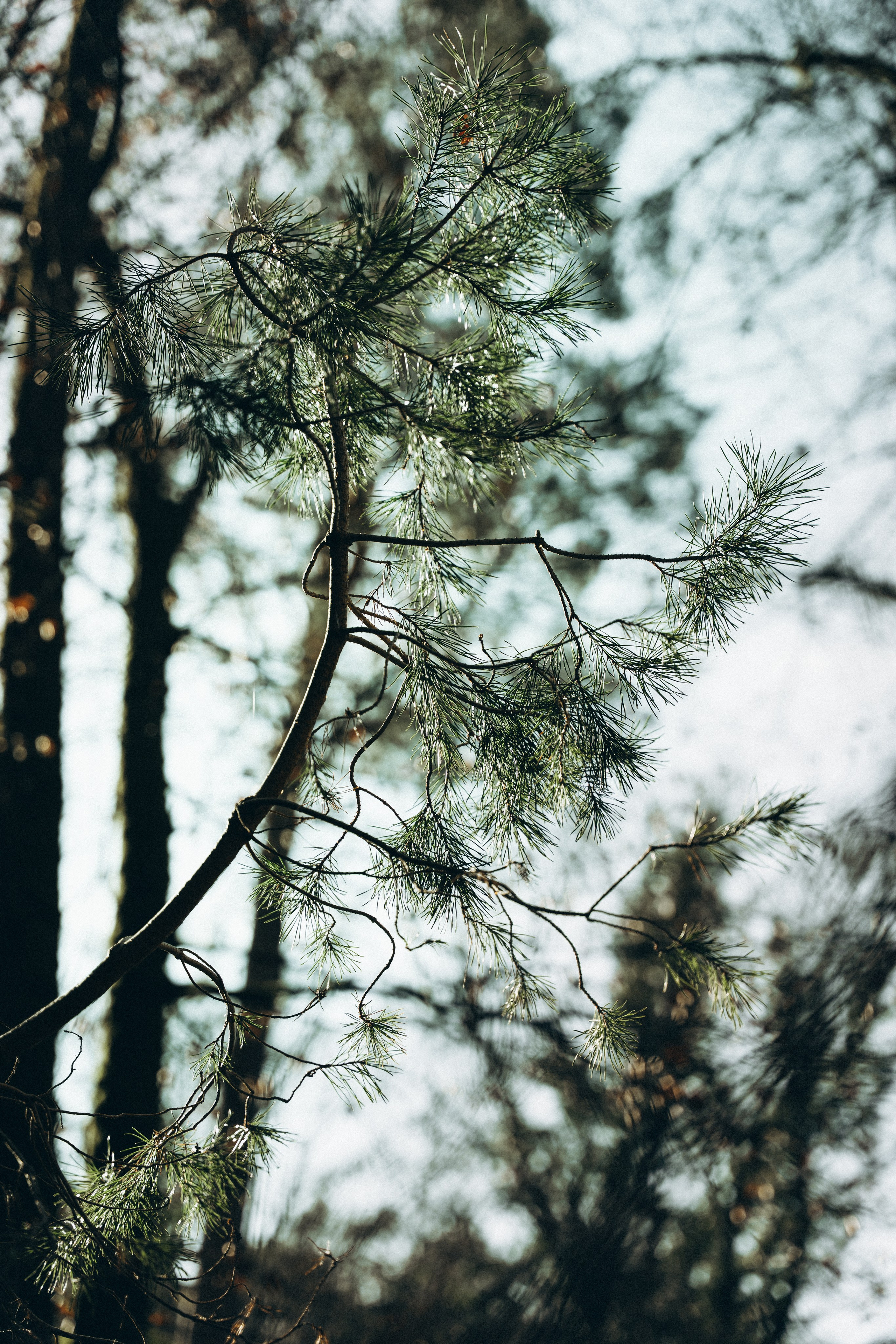 Müllerthal. Elena Seewald