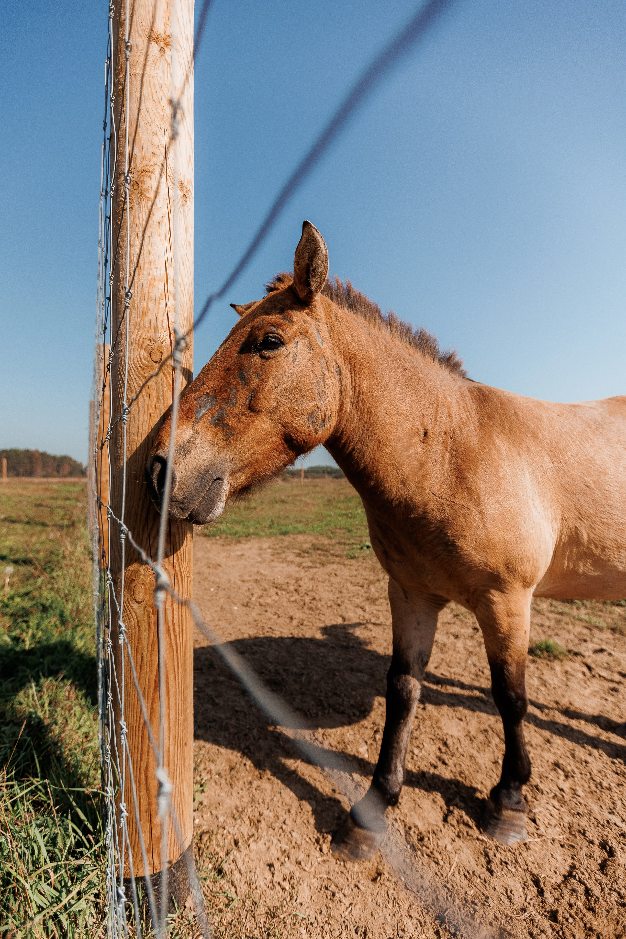 Екопарк Аміла. Ірина Терещук