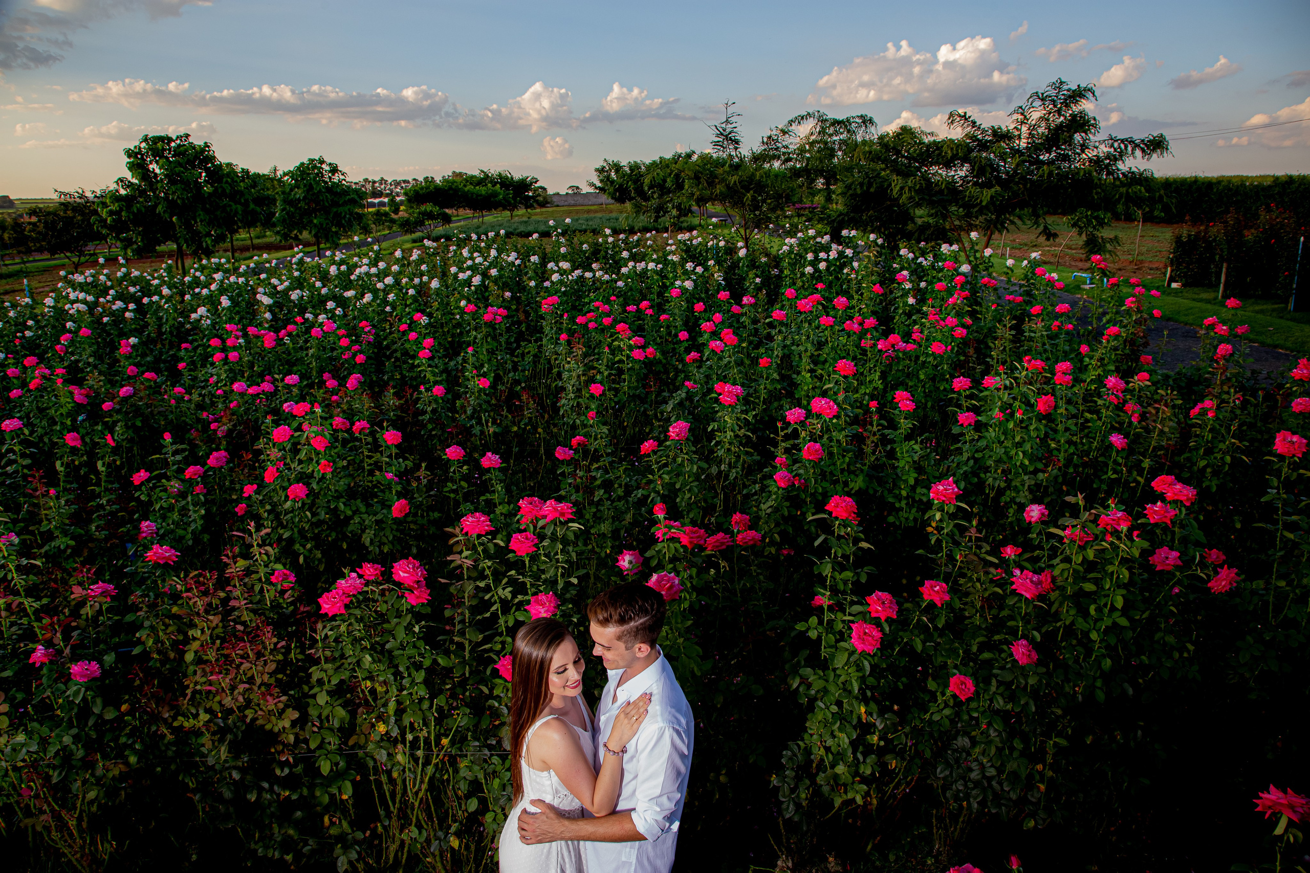 Ensaio Holambra. Tela cheia