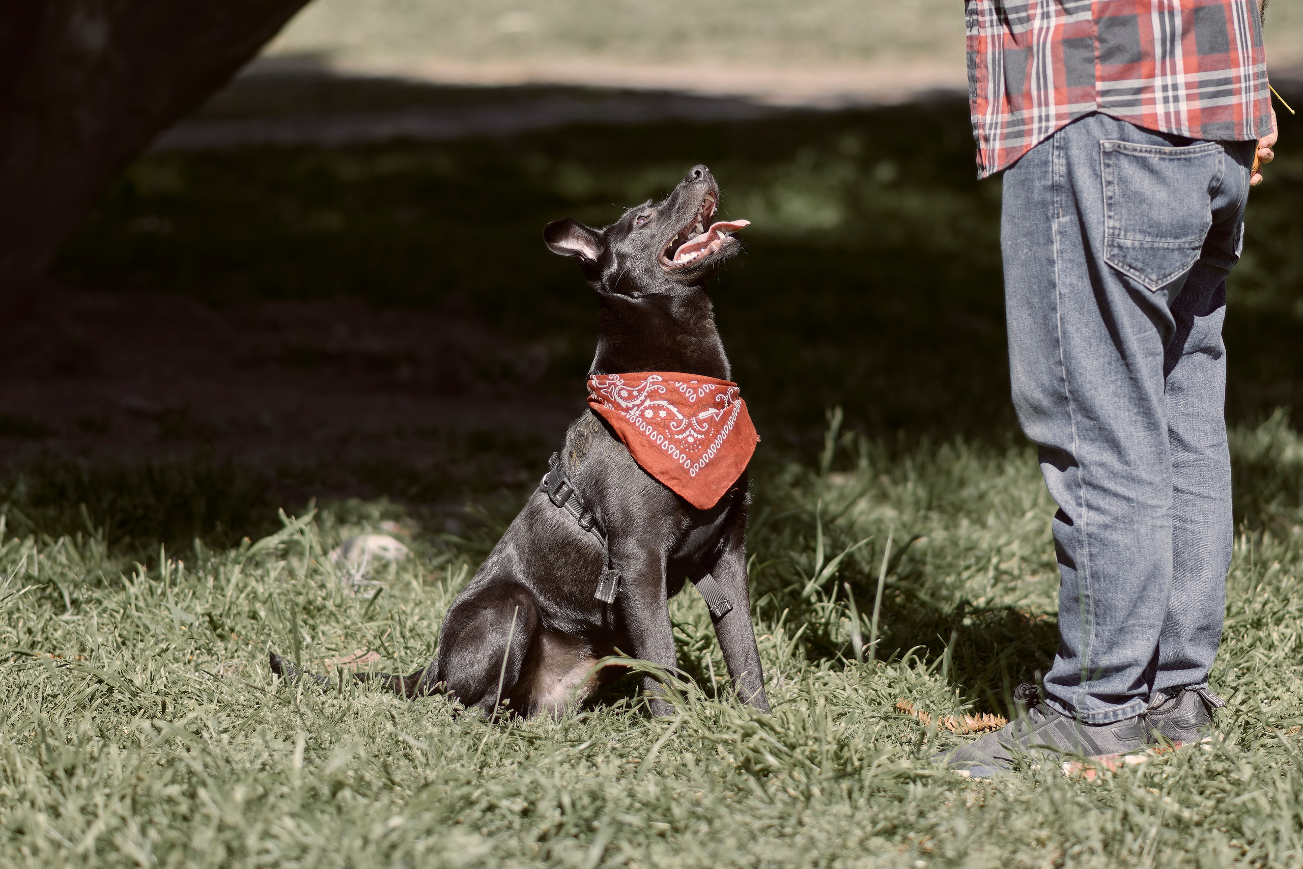 Frankell & Ruben. Valssy – Fotografía de mascotas en Uruguay. Retratos profesionales de perros y gatos