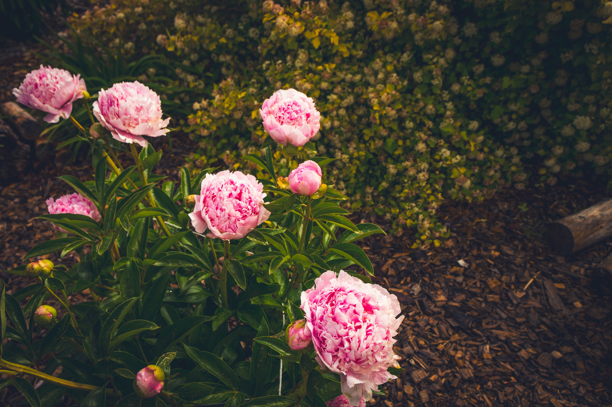 Saarema, reis. Nebula 25 — Fotod teie hingele