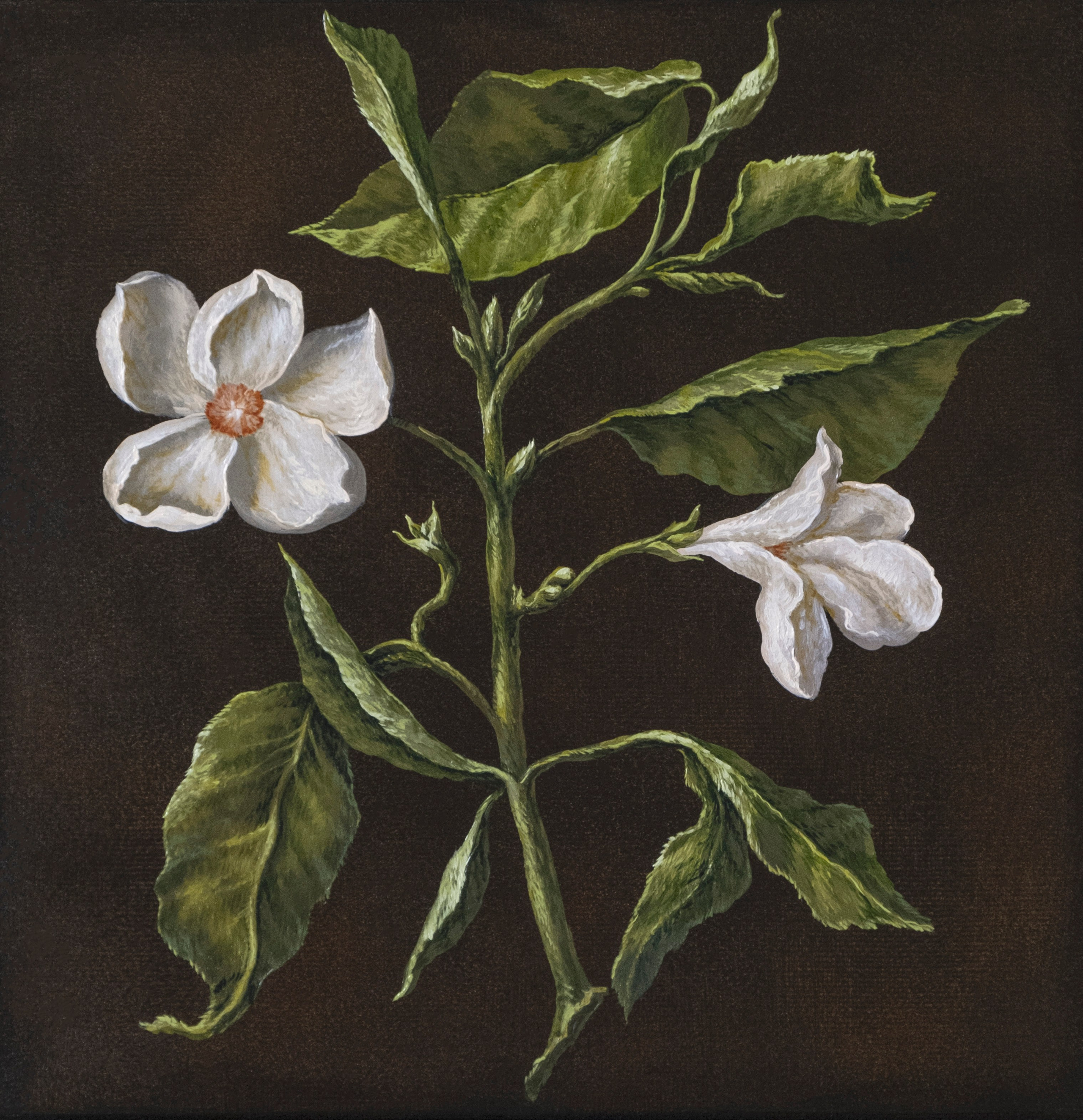 Botanical Etude No. 13. ELEN BEZHEN