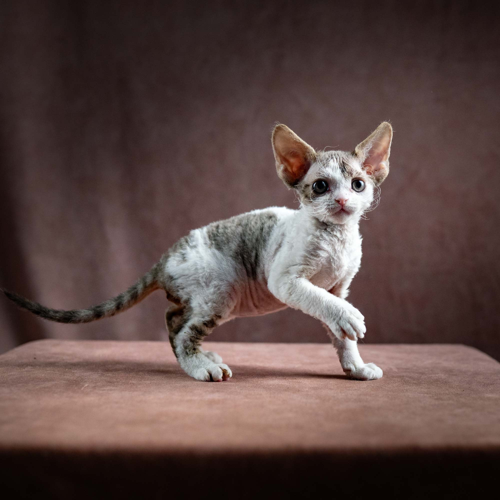 Hermes, boy, born 04.20.25. Devon Rex Pixie Cattery