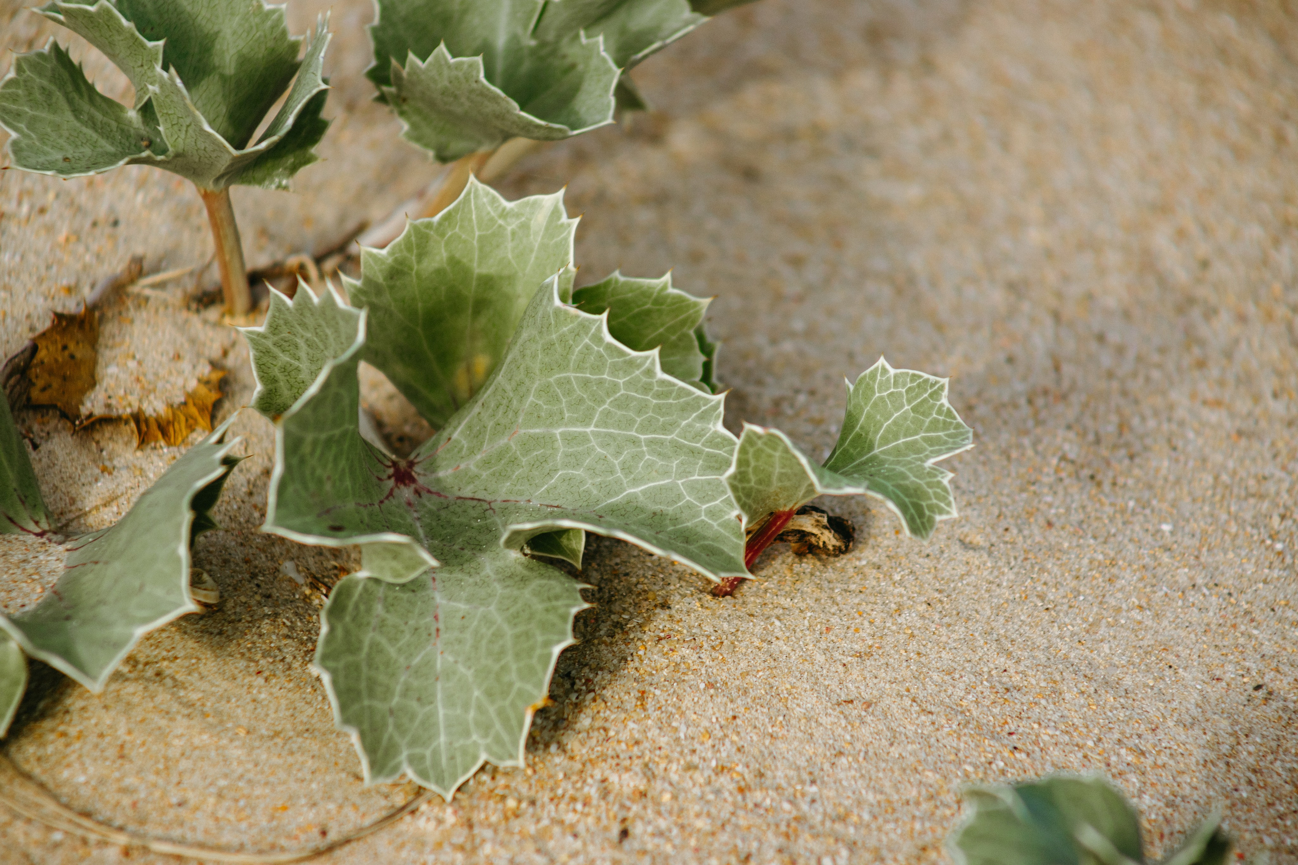 Marlene & Tiago com filhos. Passeios a Cavalo na Praia Peniche | Eco Salgados Agroturismo