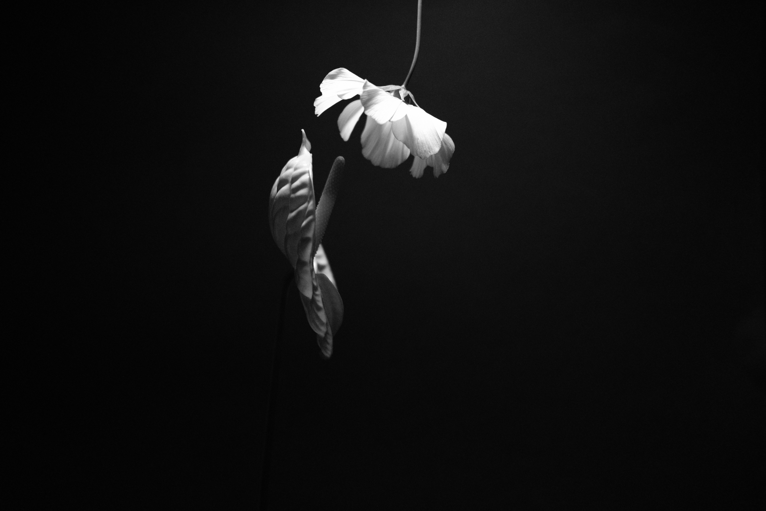 Art. Photographe à Rennes/Bruz