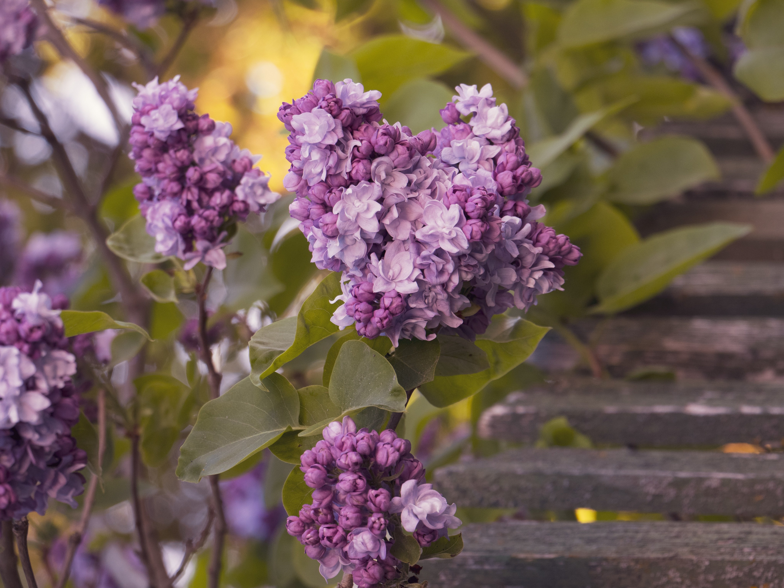 Portfolio. Photographer in Sotenäs municipality. Fotograf i Sotenäs kommun