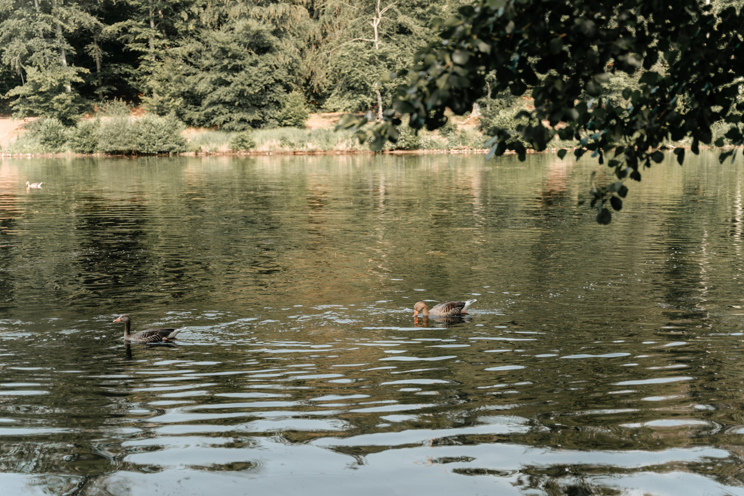 Sven&Vanessa. Fotografin in Hanau|Frankfurt|Mainz|Iryna Korenkova