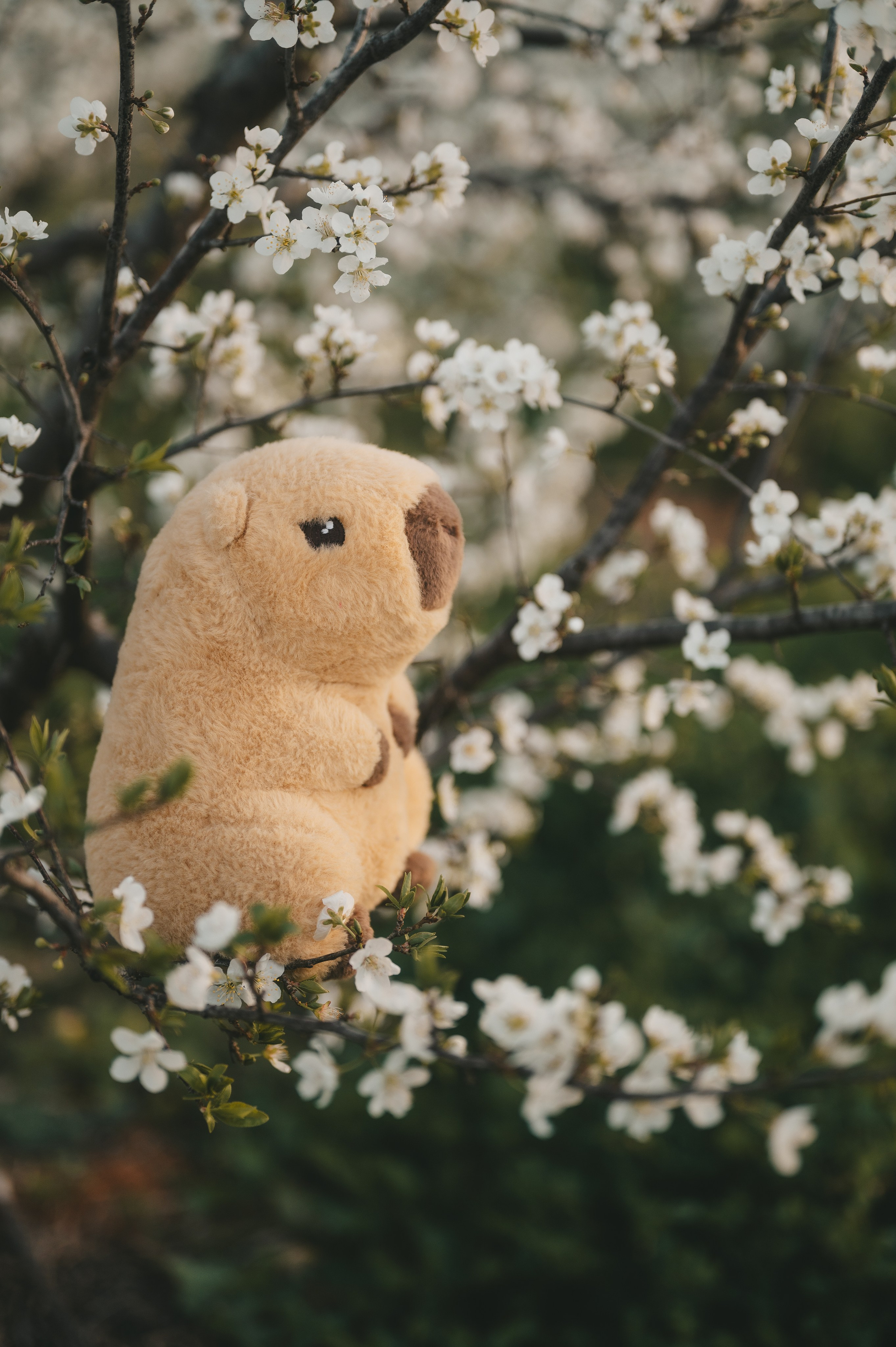 Pink Whispers. Тетяна Малишева - сімейний фотограф і відеограф у Валенсії, Іспанія