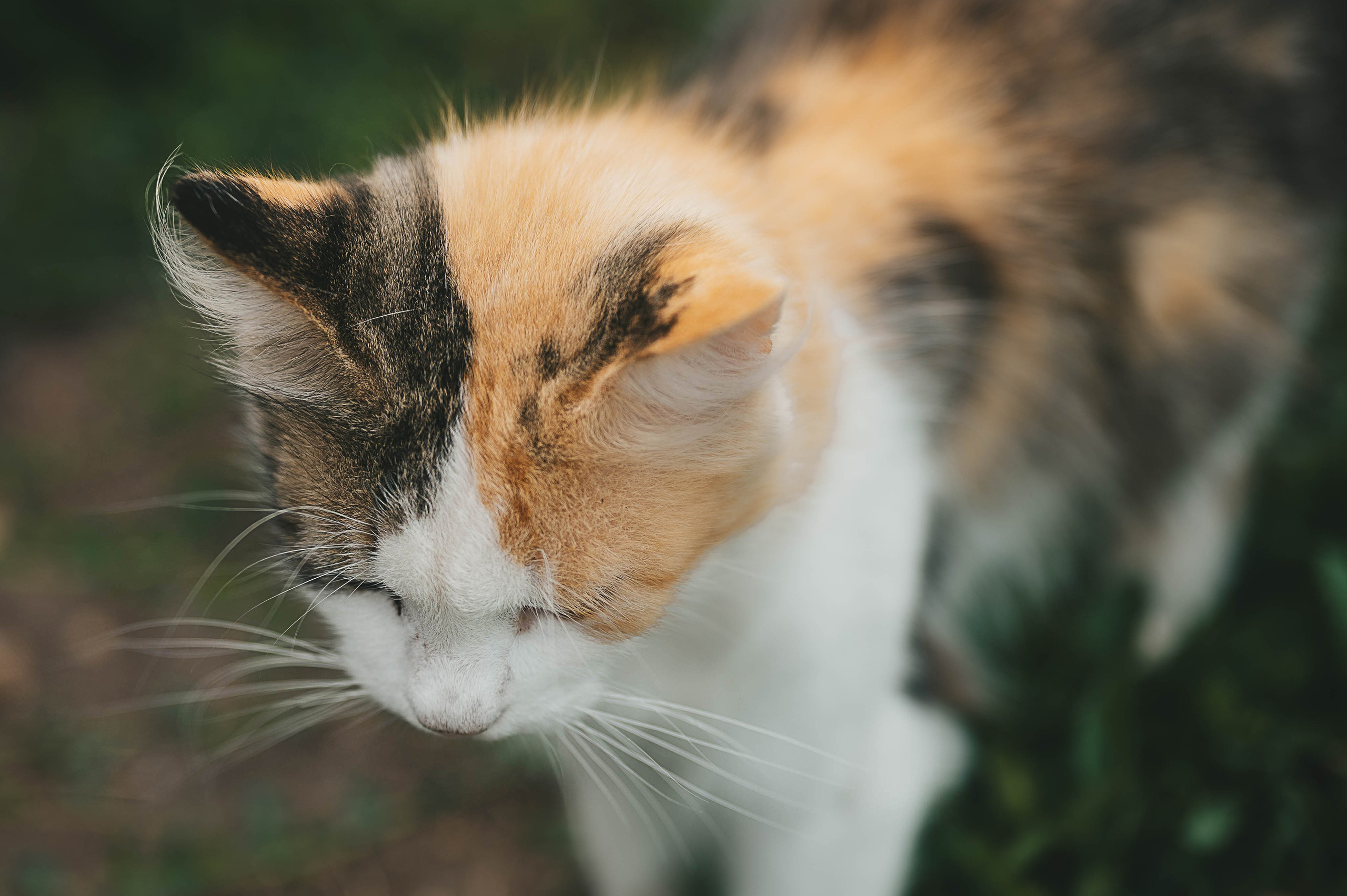 Ukrainian village. Tatiana Malysheva — lifestyle fotógrafa y videógrafa en Valencia, España