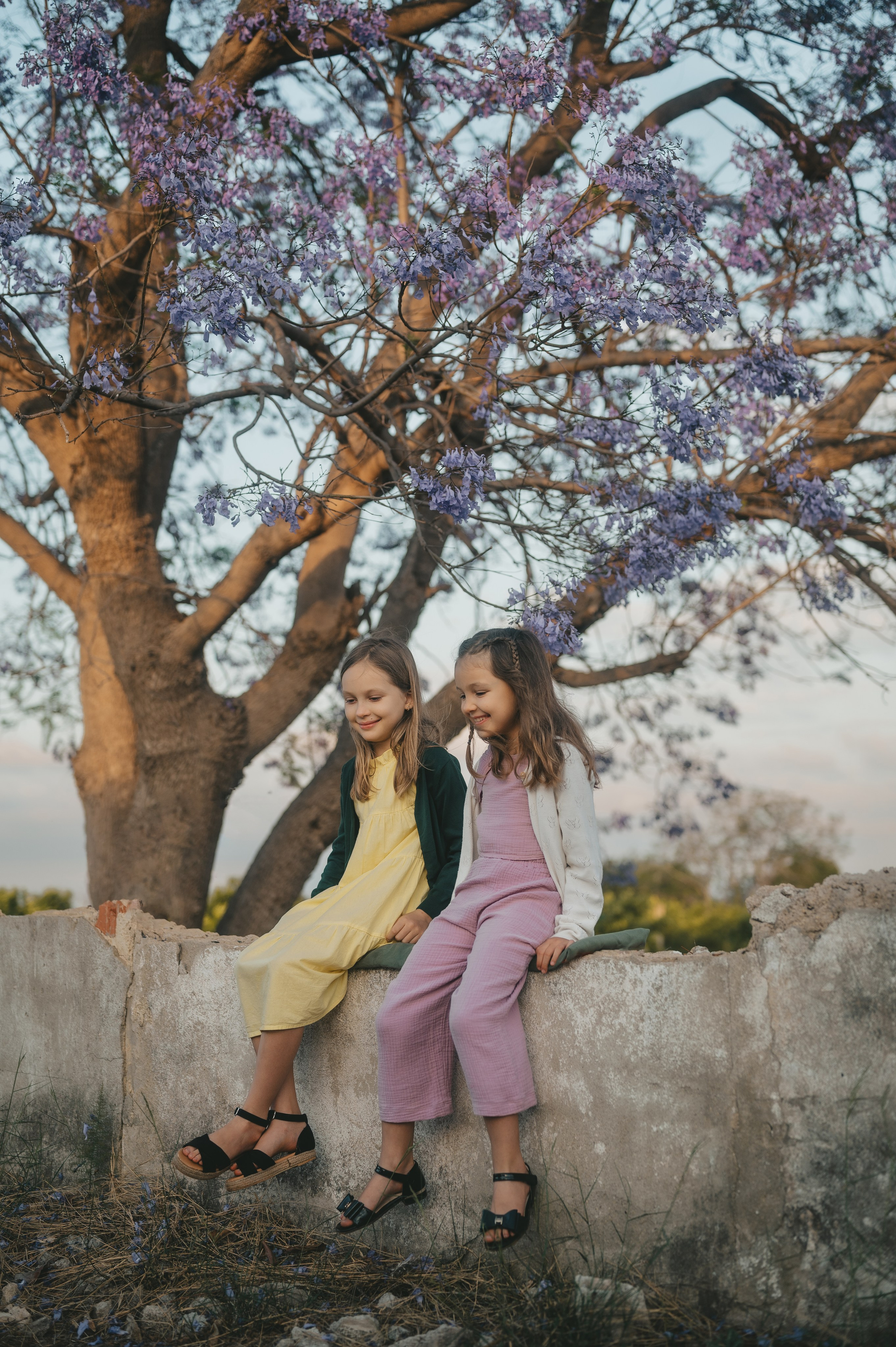 Jacaranda flowers. Tatiana Malysheva — family photographer and videographer in Valencia, Spain