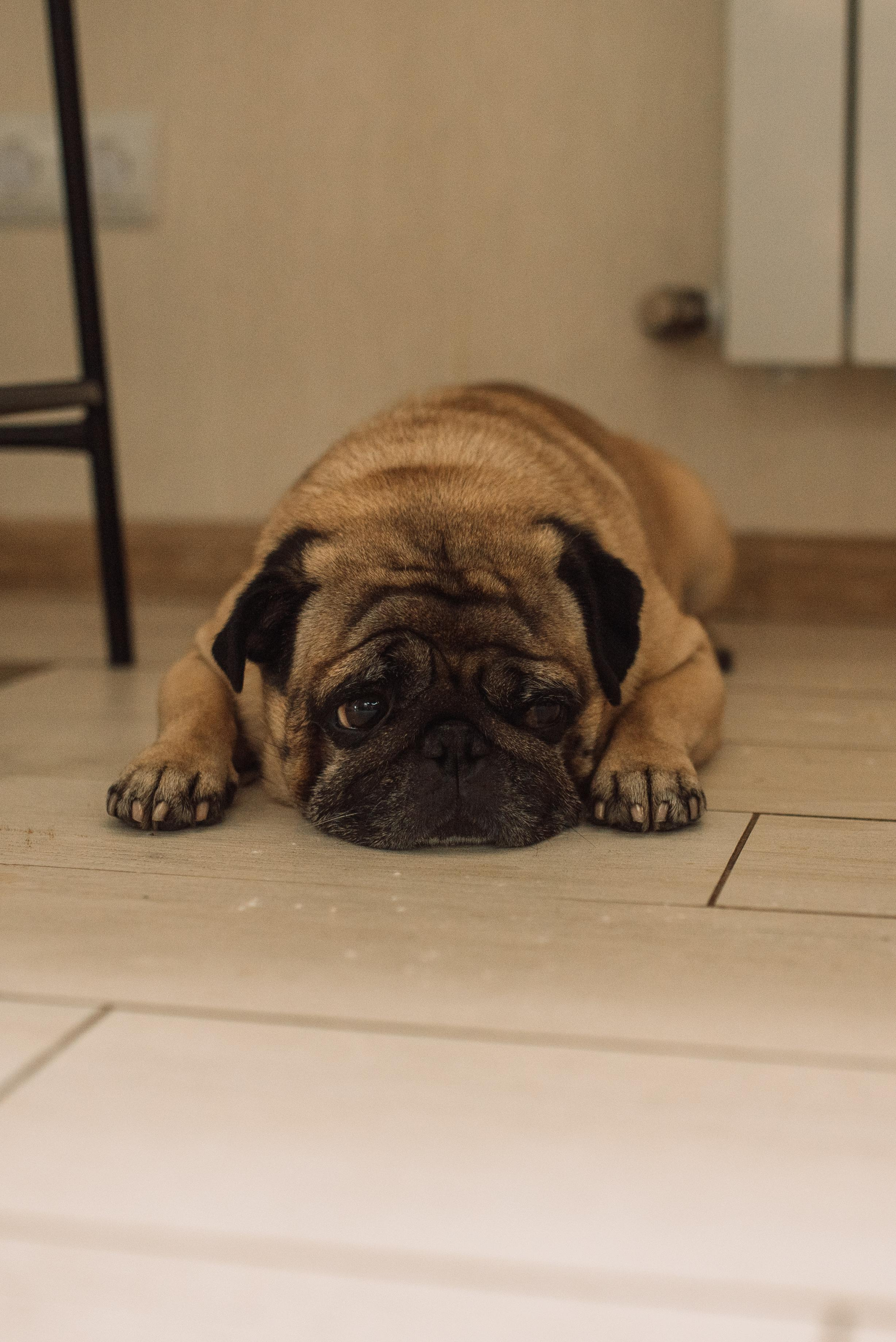 Олексій, Євгенія, Ярослав і Жорік. Тетяна Малишева - сімейний фотограф і відеограф у Валенсії, Іспанія
