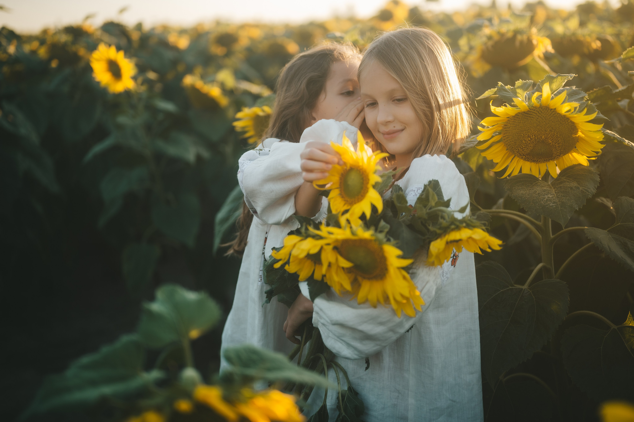 Sunflower field. Татьяна Малышева — семейный фотограф и видеограф в Валенсии, Испания