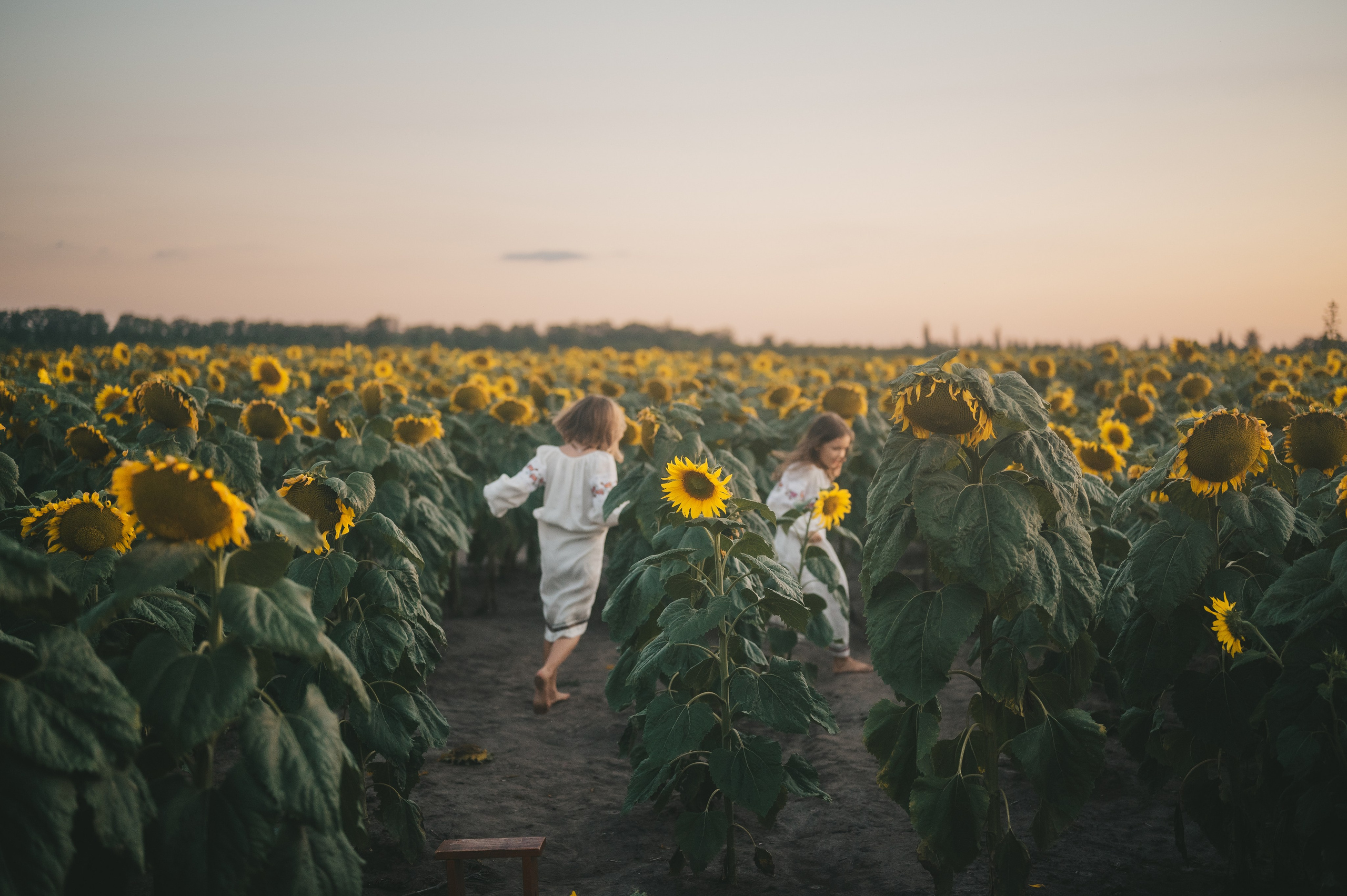 Sunflower field. Татьяна Малышева — семейный фотограф и видеограф в Валенсии, Испания