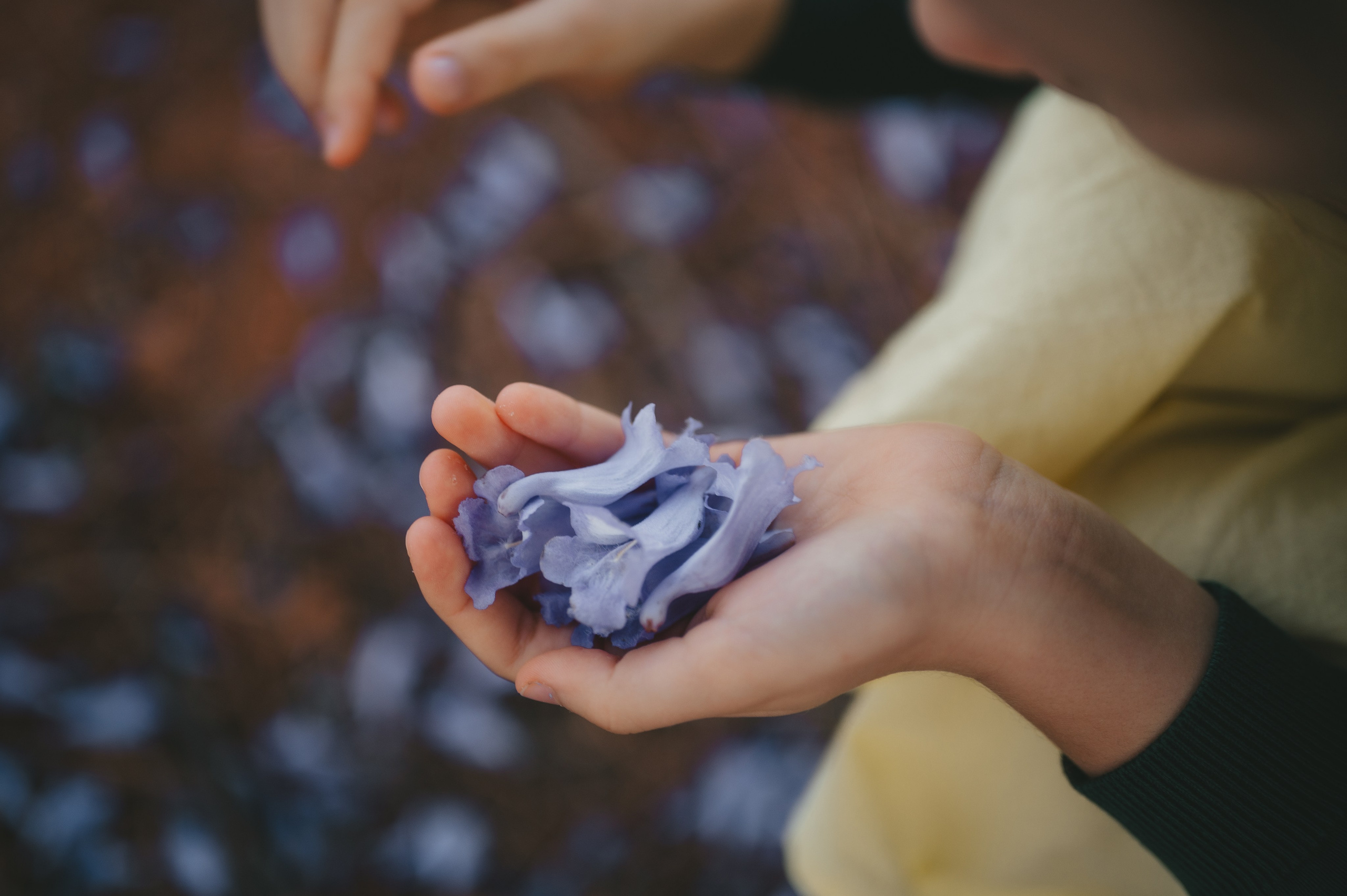 Jacaranda flowers. Tatiana Malysheva — family photographer and videographer in Valencia, Spain