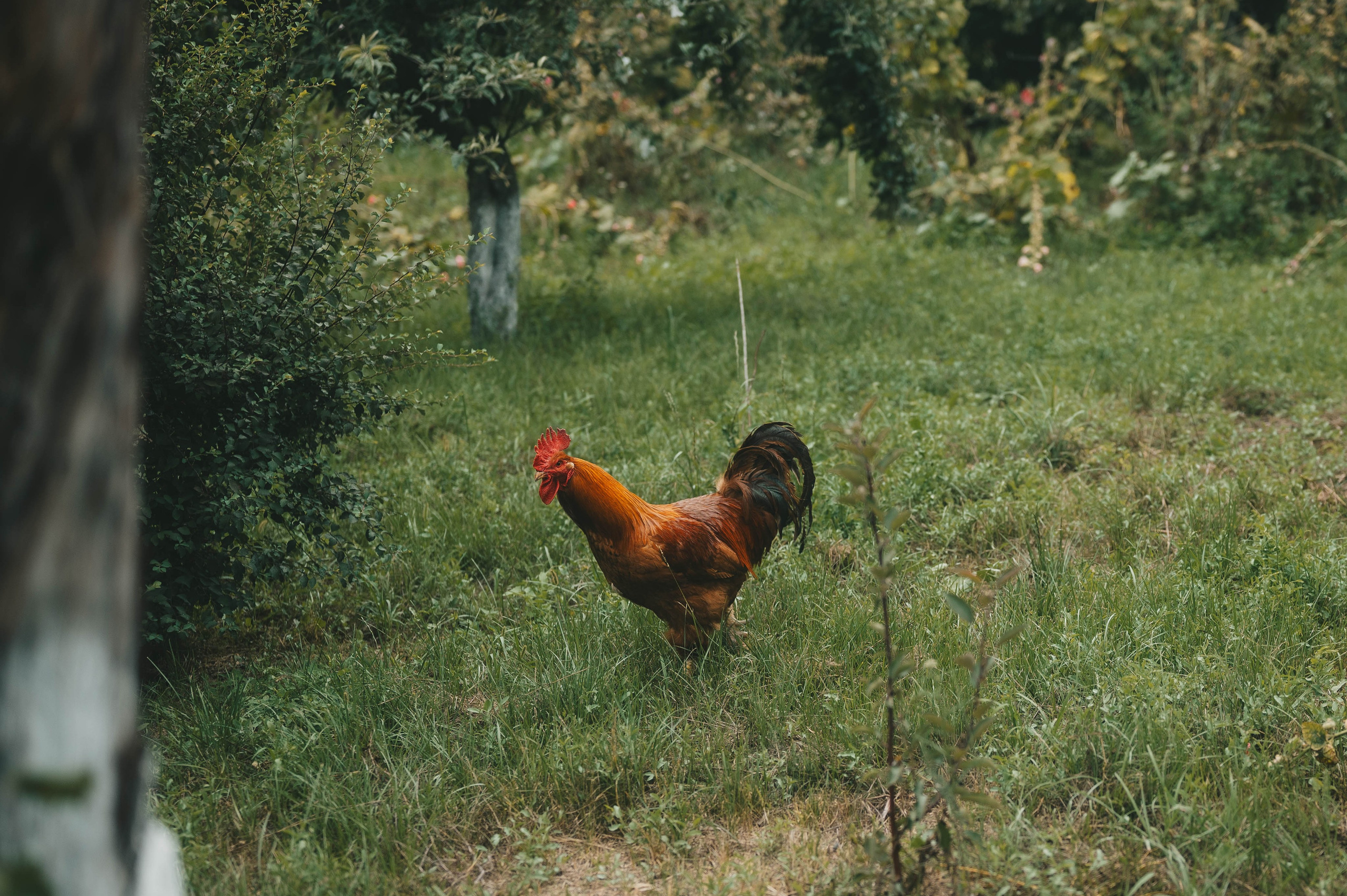 Ukrainian village. Tatiana Malysheva — lifestyle fotógrafa y videógrafa en Valencia, España