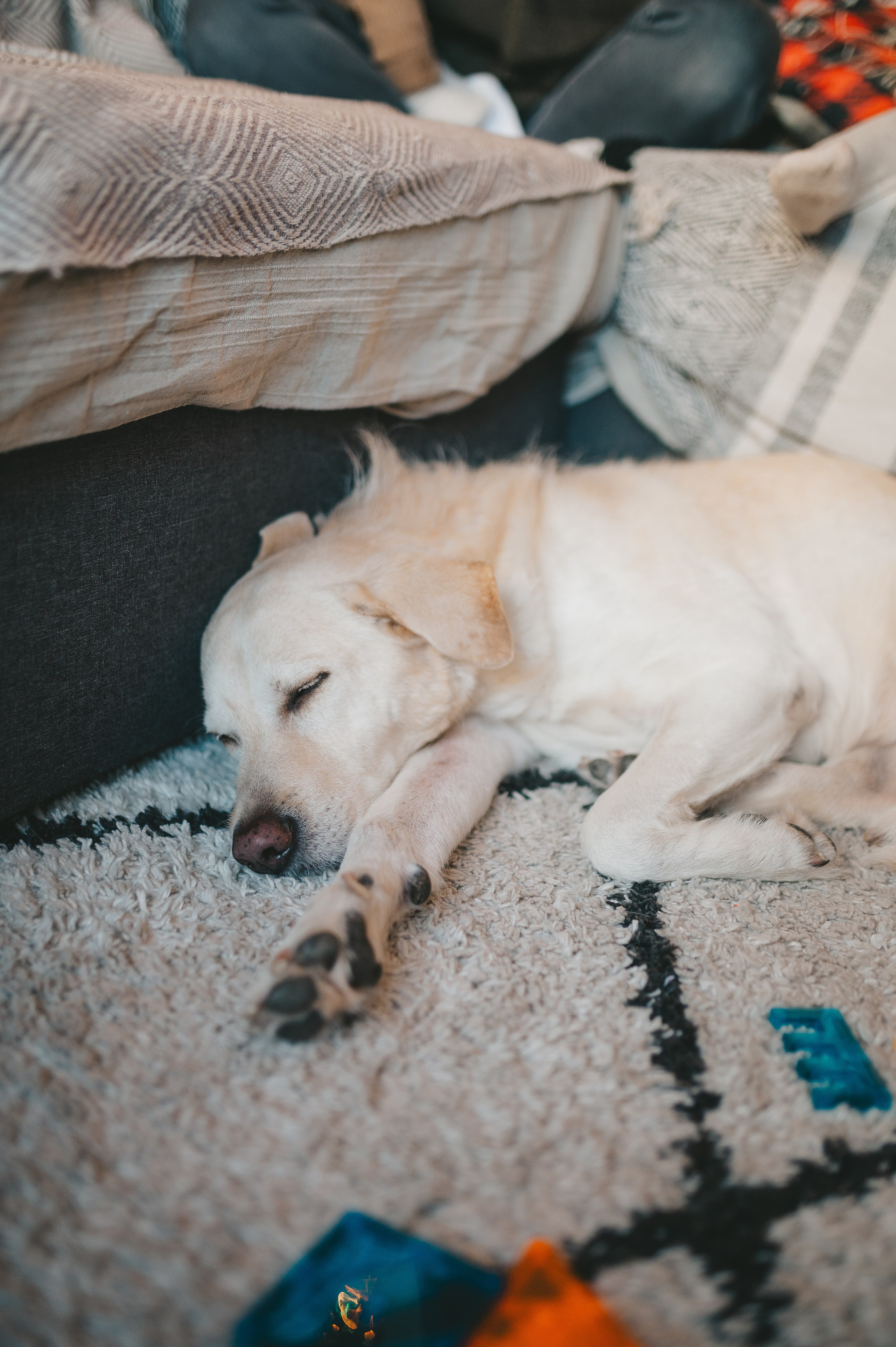 Adrián, Ruth, Natura & Ares. Тетяна Малишева - сімейний фотограф і відеограф у Валенсії, Іспанія